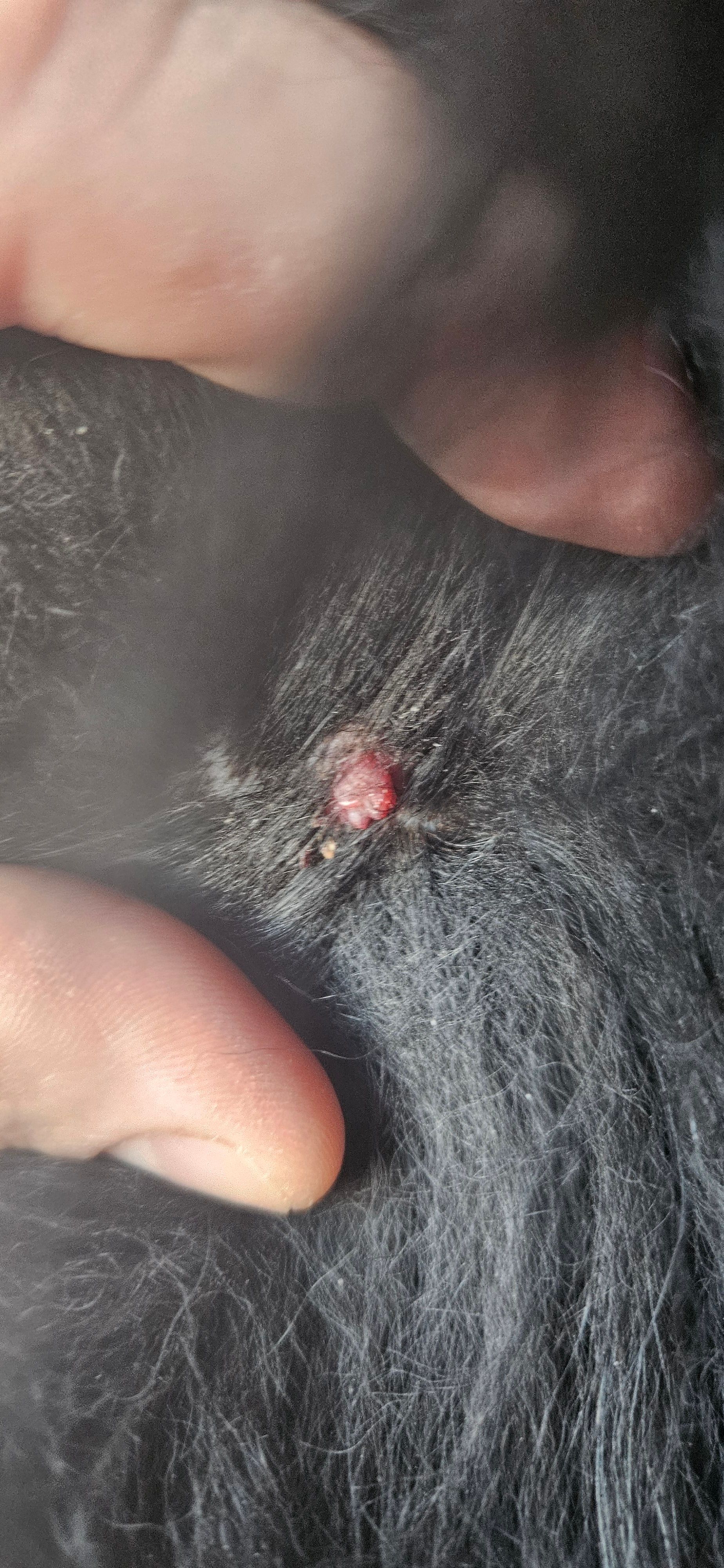 Besoin de savoir si c est une tique