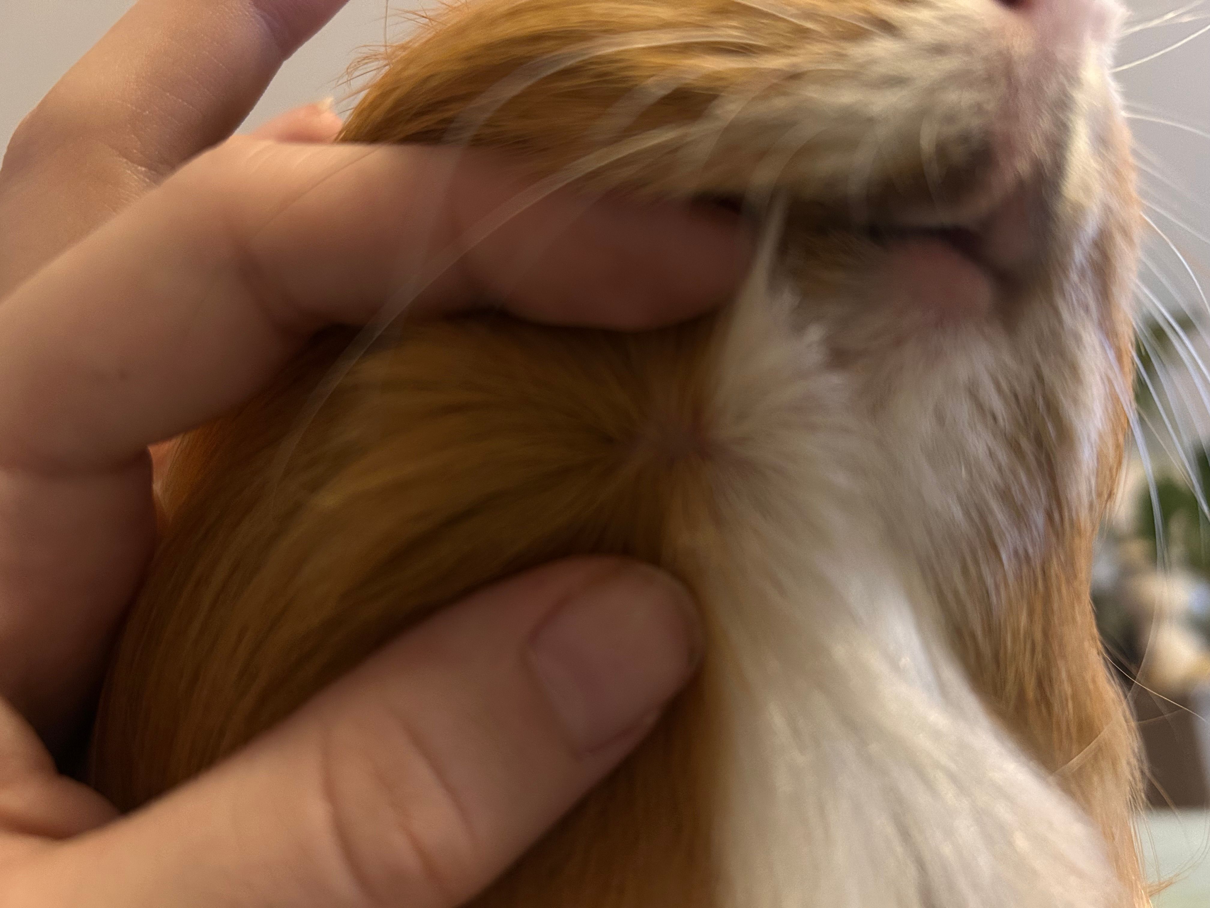 zone rugueuse sous le menton