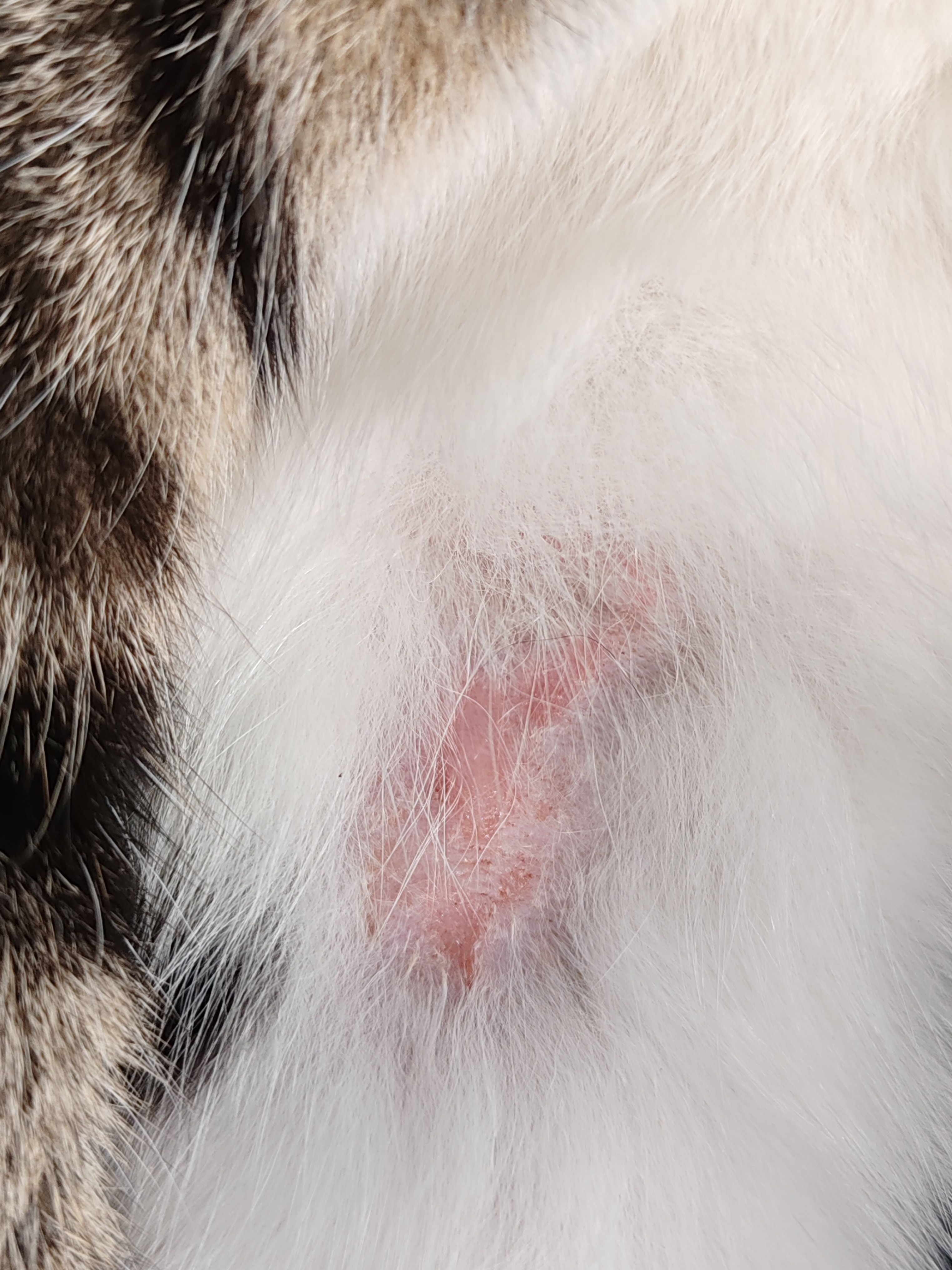 Plaques rouges sur la peau