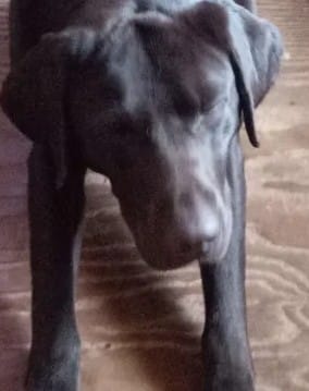 My dog barks a lot. How could i train him to stop?