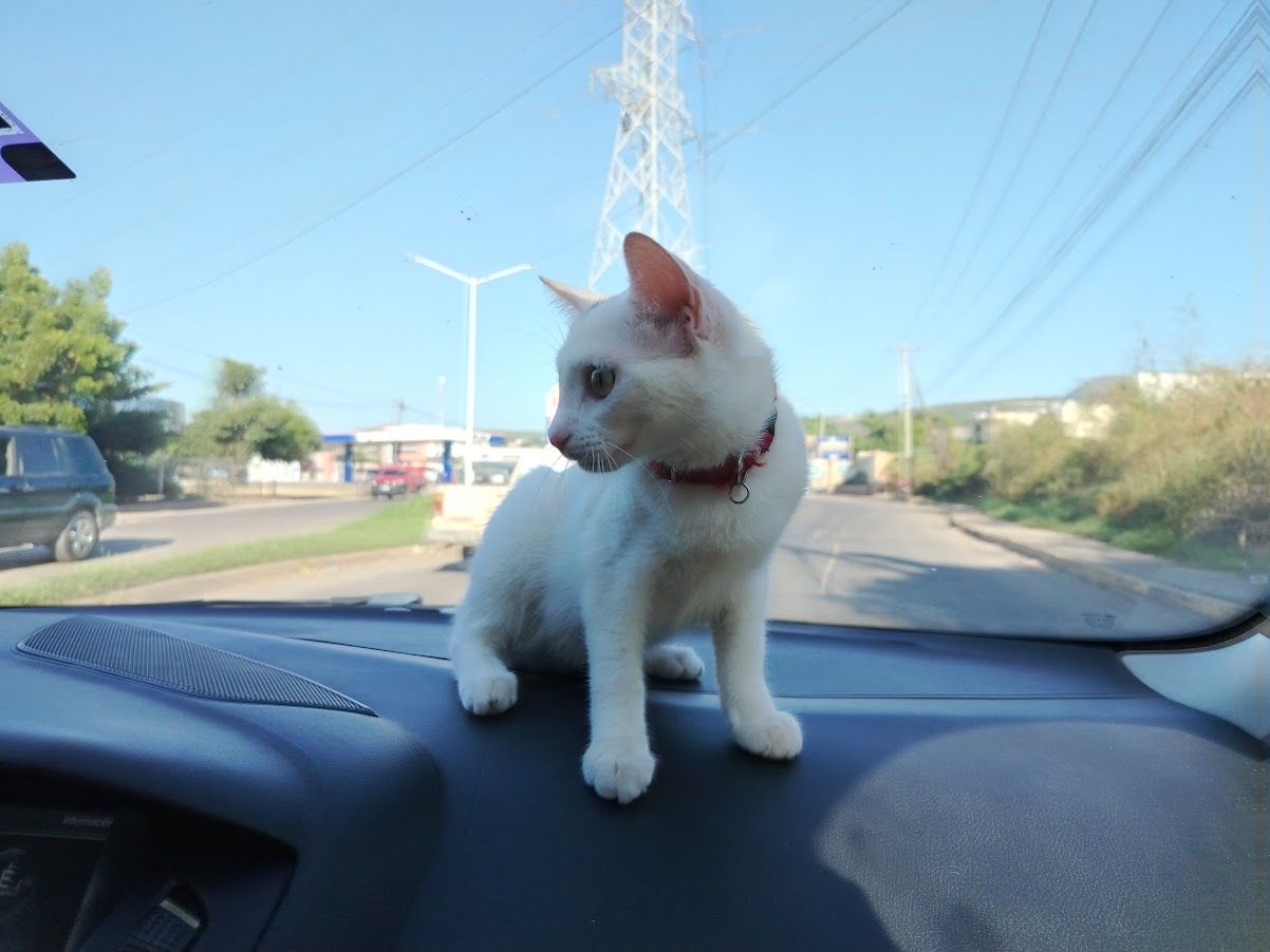 Se da en adopción una gatita blanca
