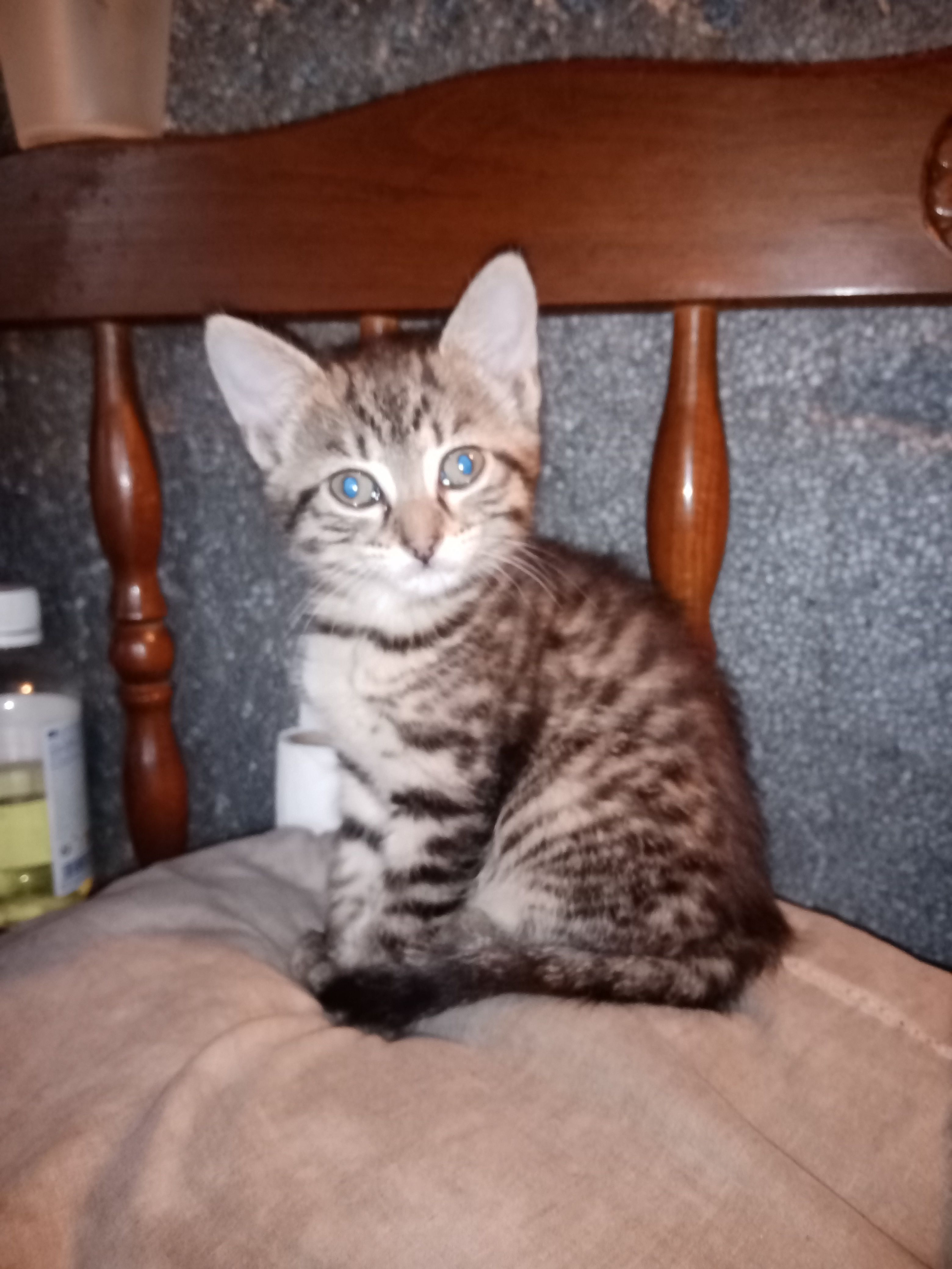 Encore un nouveau phone et encore un changement de pseudo peut-être..