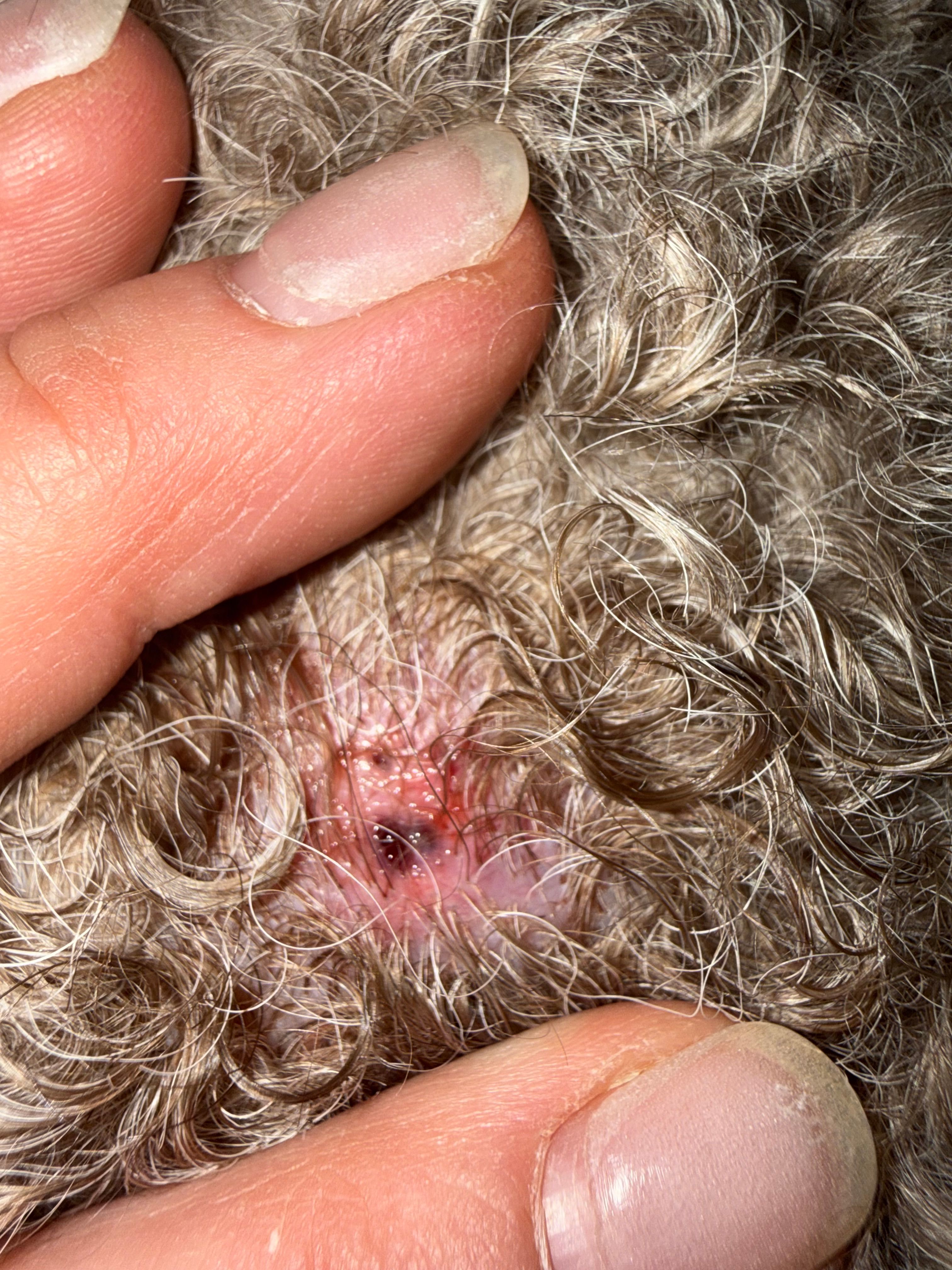 Bosse avec deux trous qui suintent qu’est ce que c’est?