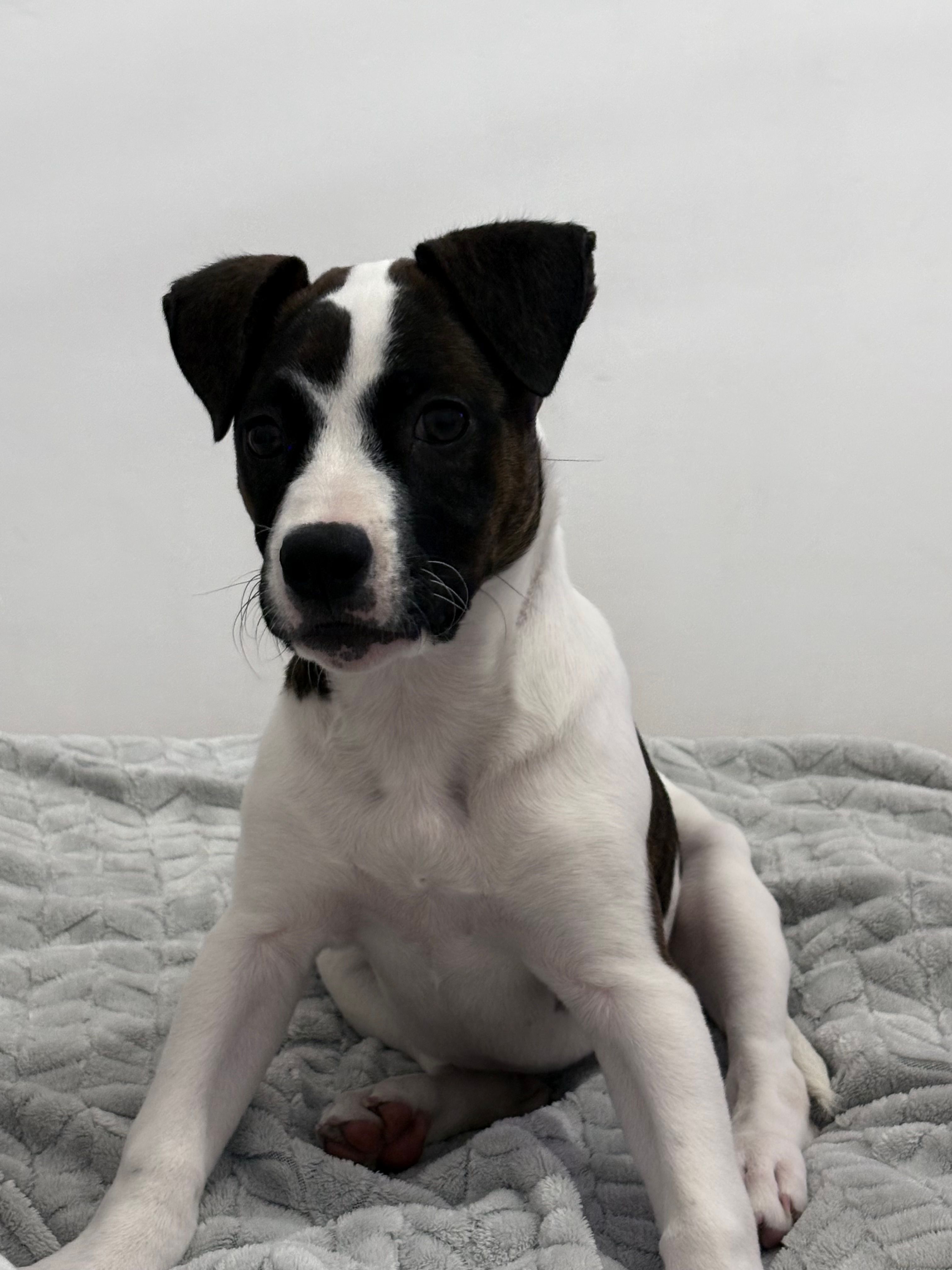 Potrebbe essere un Amstaff?