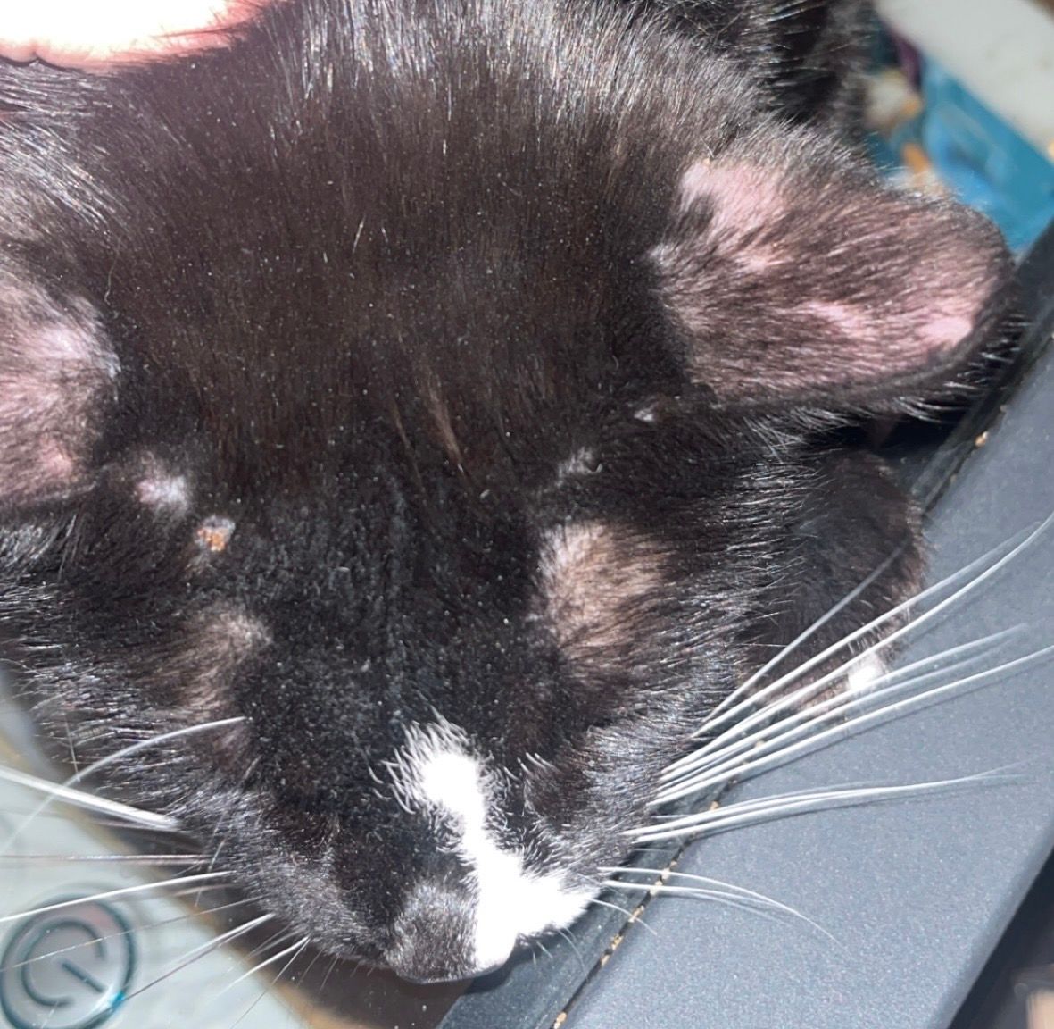 Mon chat perd ses poils sur les oreilles, il a aussi pas mal de croûte