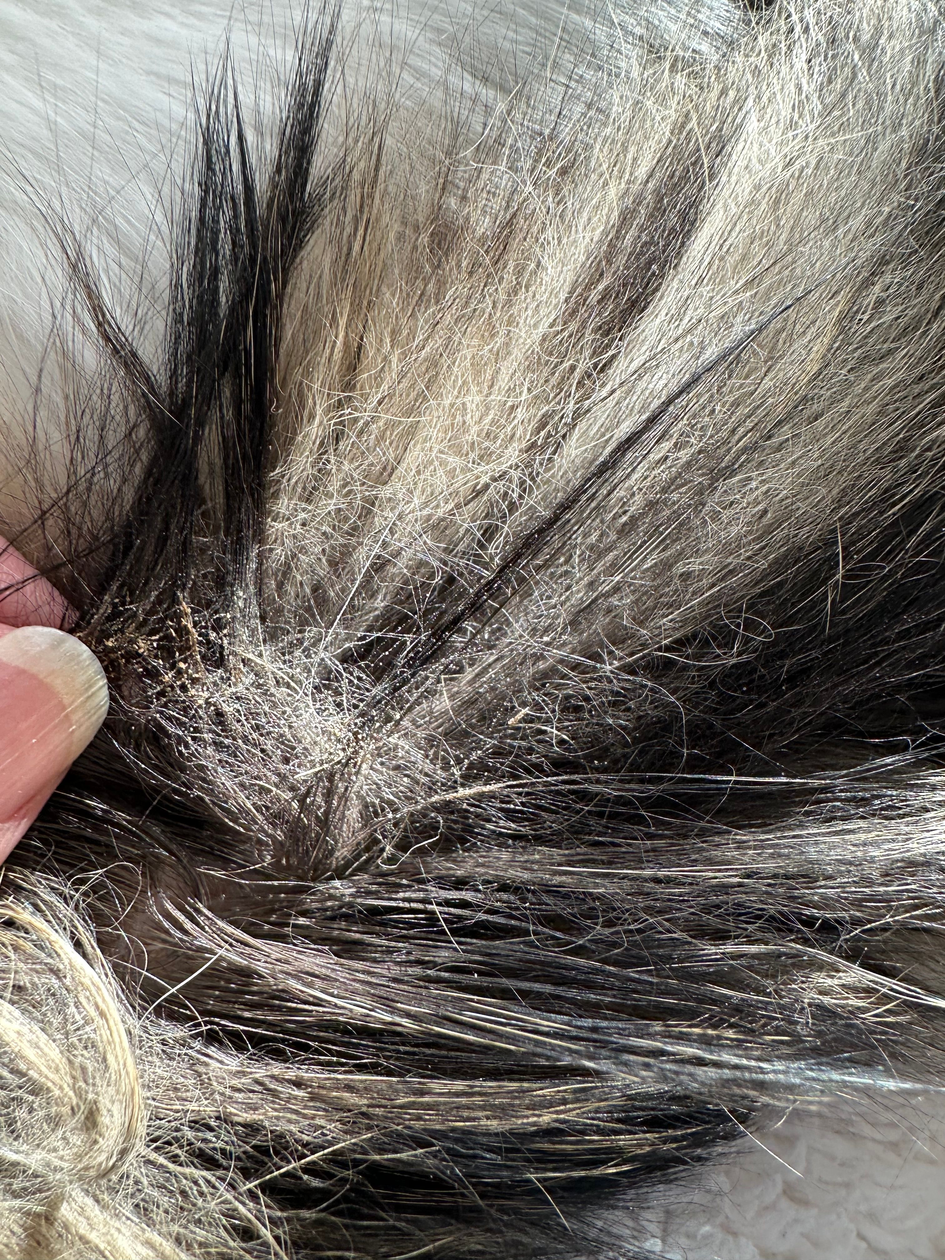 Poils gras au milieu de la queue