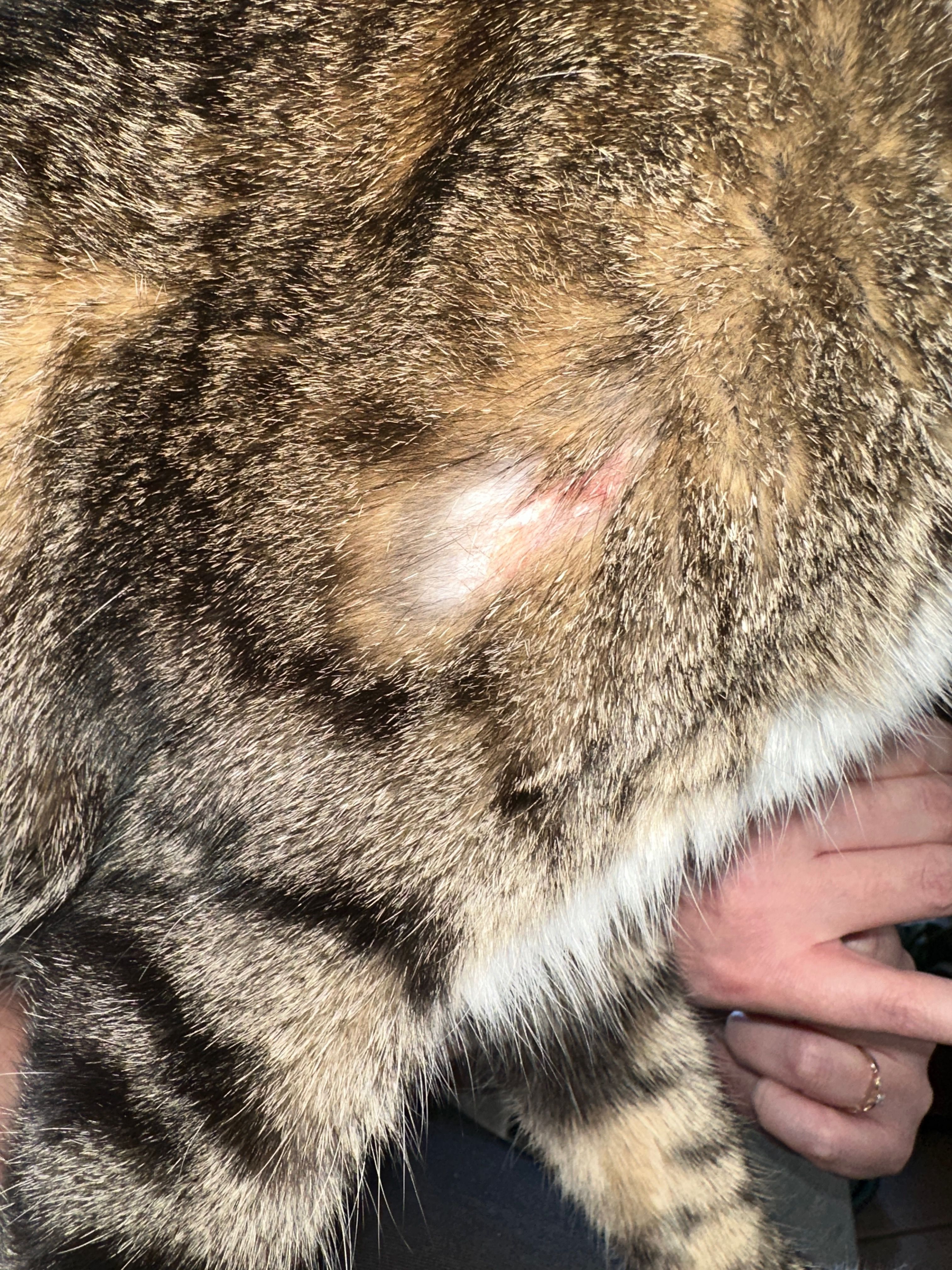 Mon chat à une zone sans poils est ce la teigne ?