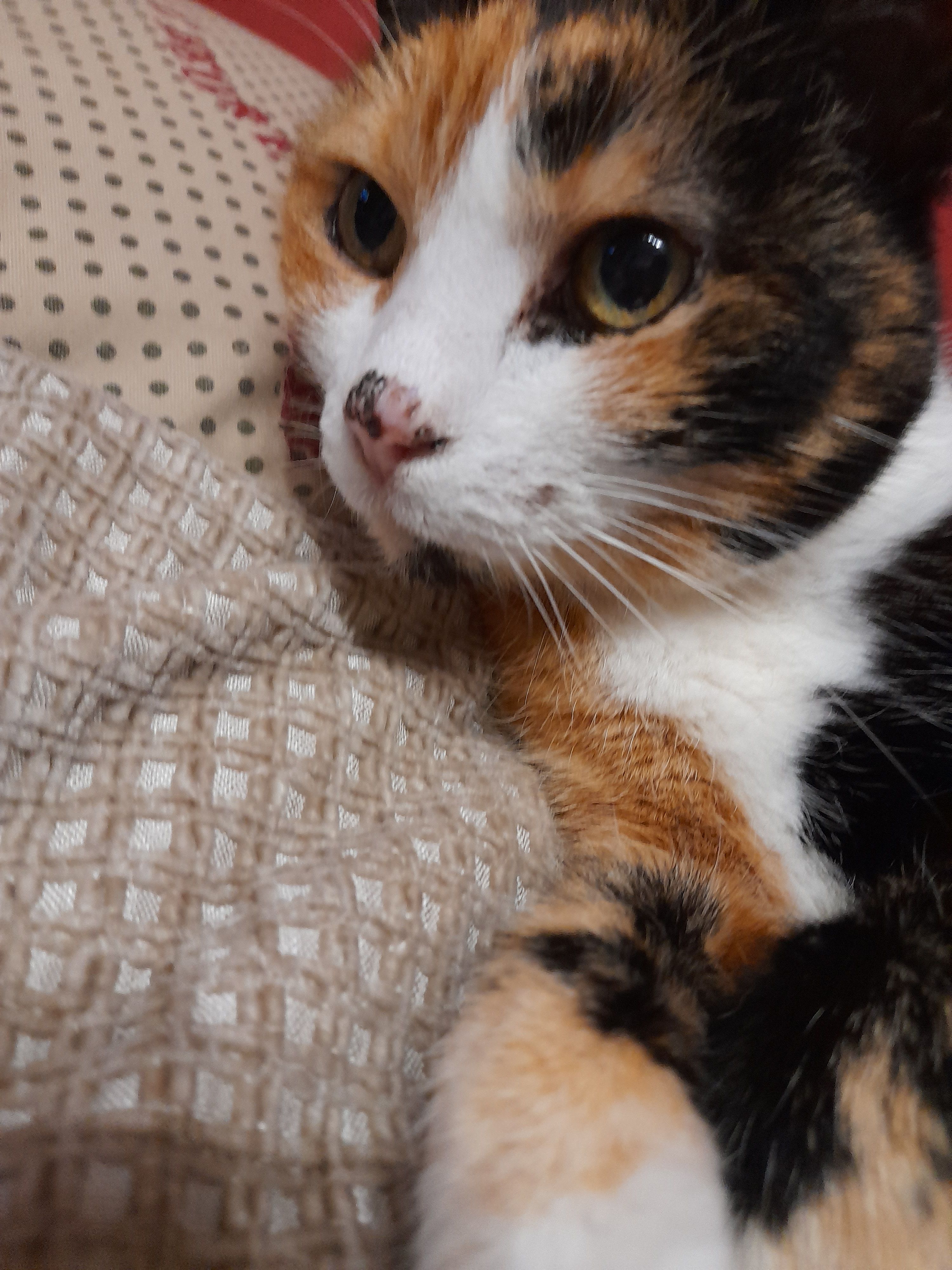 Croûtes au niveau du nez