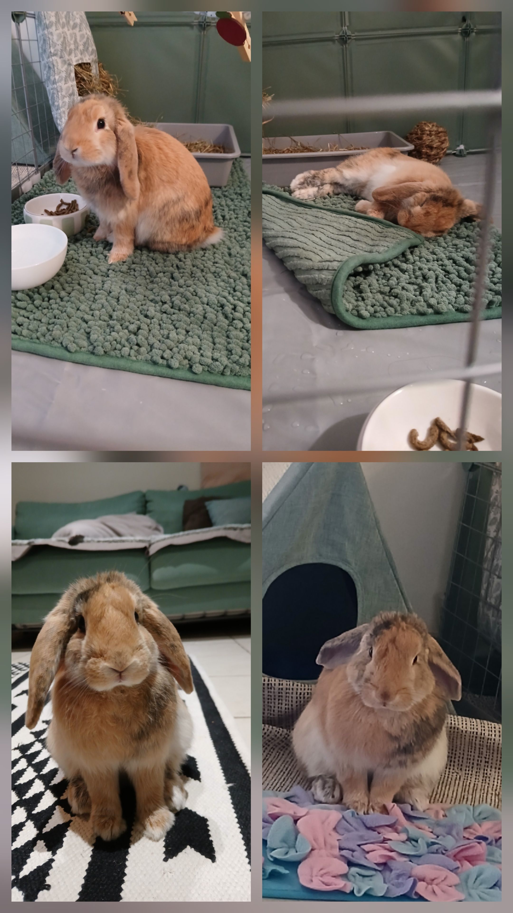 Opération. Lapine seule.