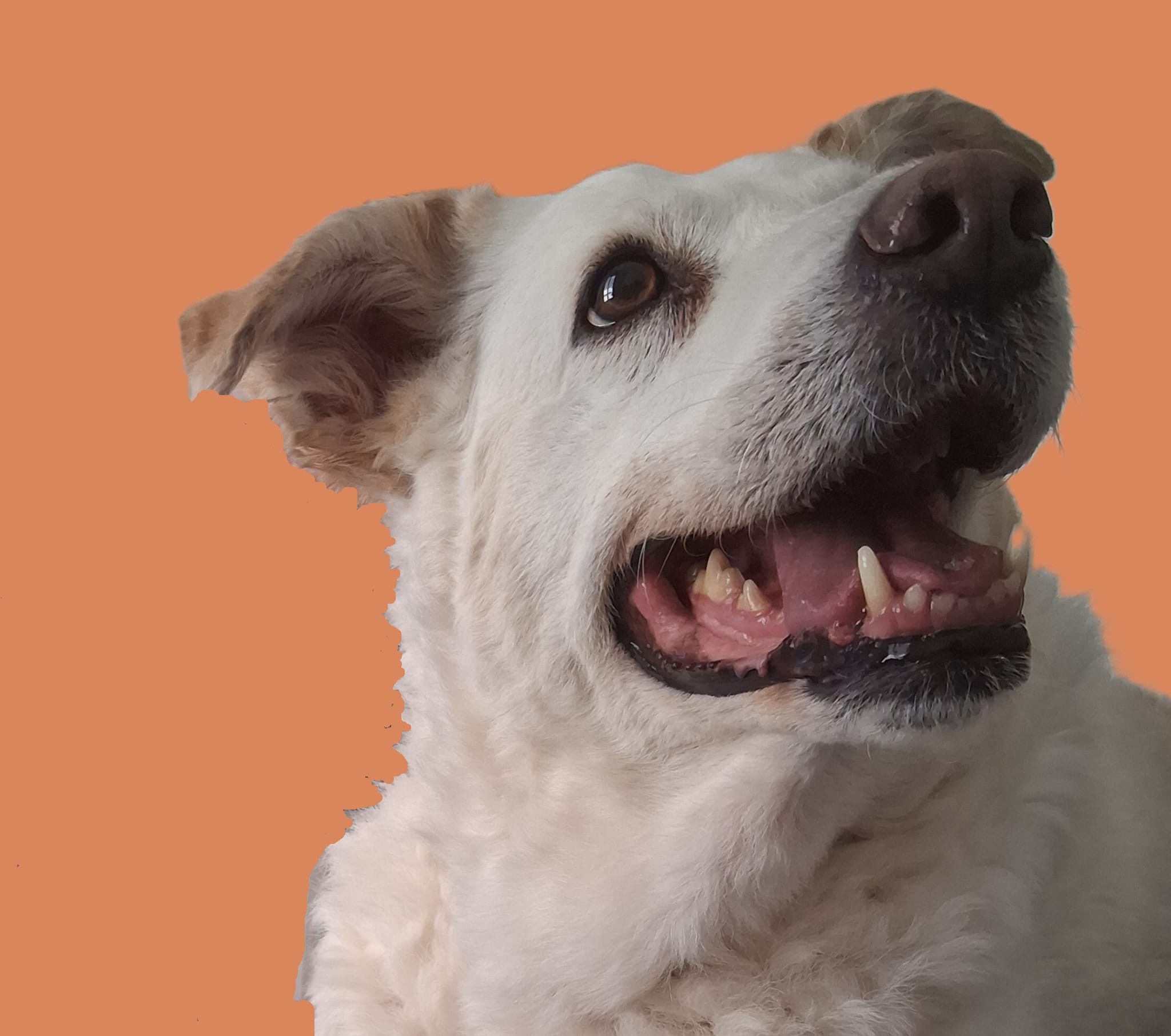 Come avete accudito il vostro cane anziano e/o con disabilità?