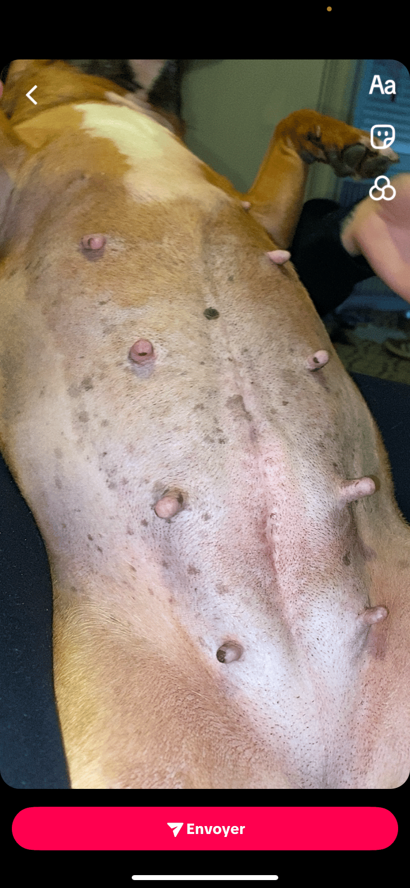 Gestation Staffie ? Singleton ?