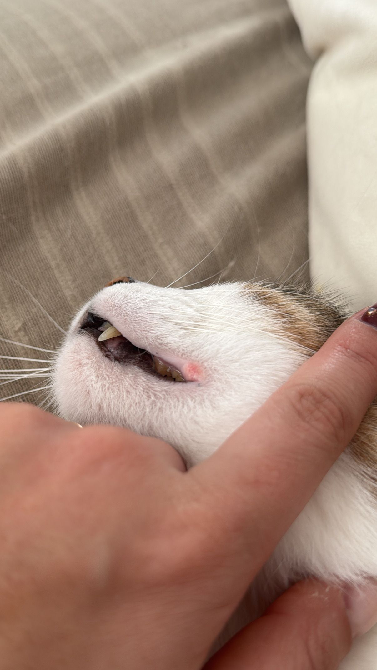 Mon chat a ceci au coin de la lèvre, qu’est-ce que c’est ?..