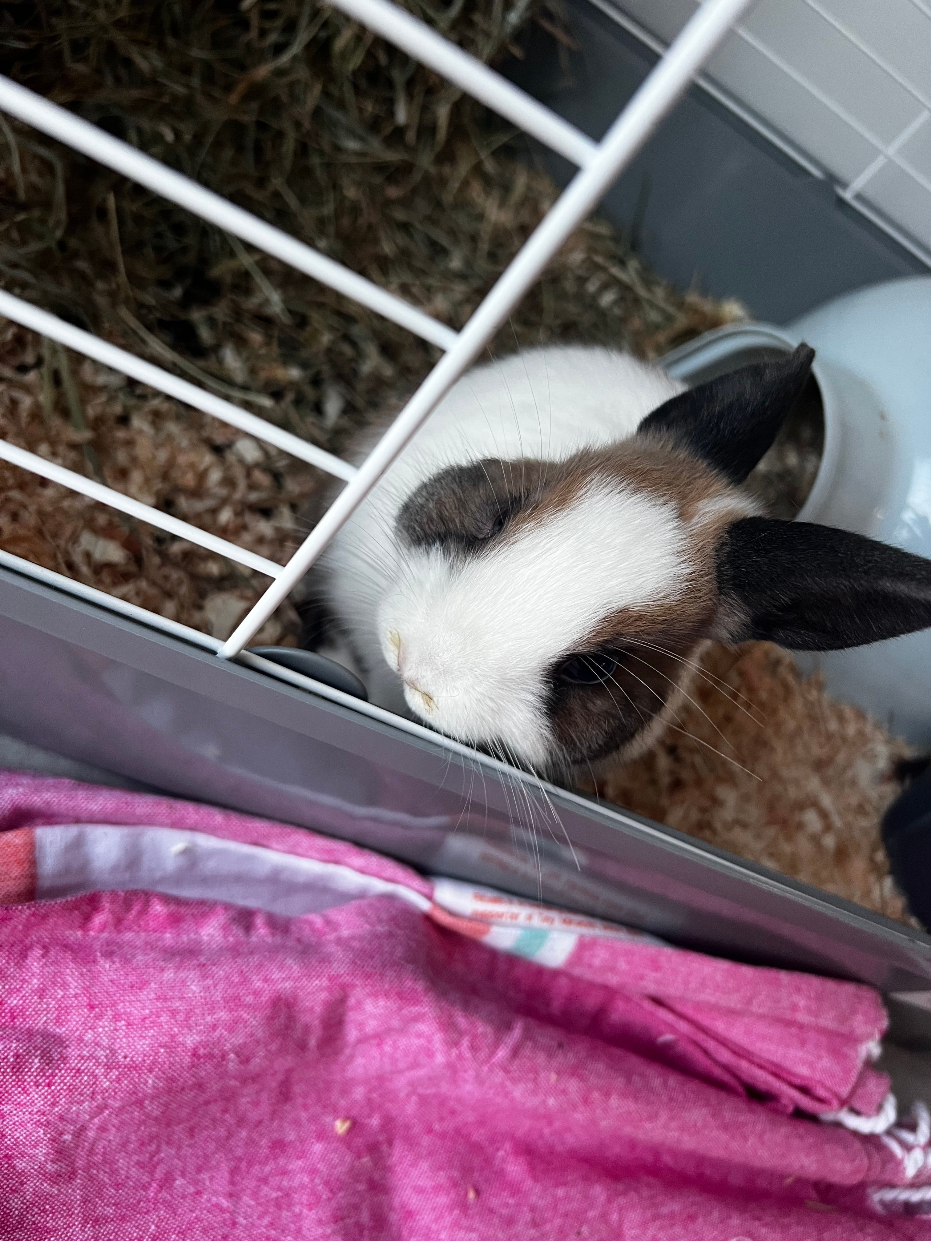 Mon lapin a une boule sur la joue