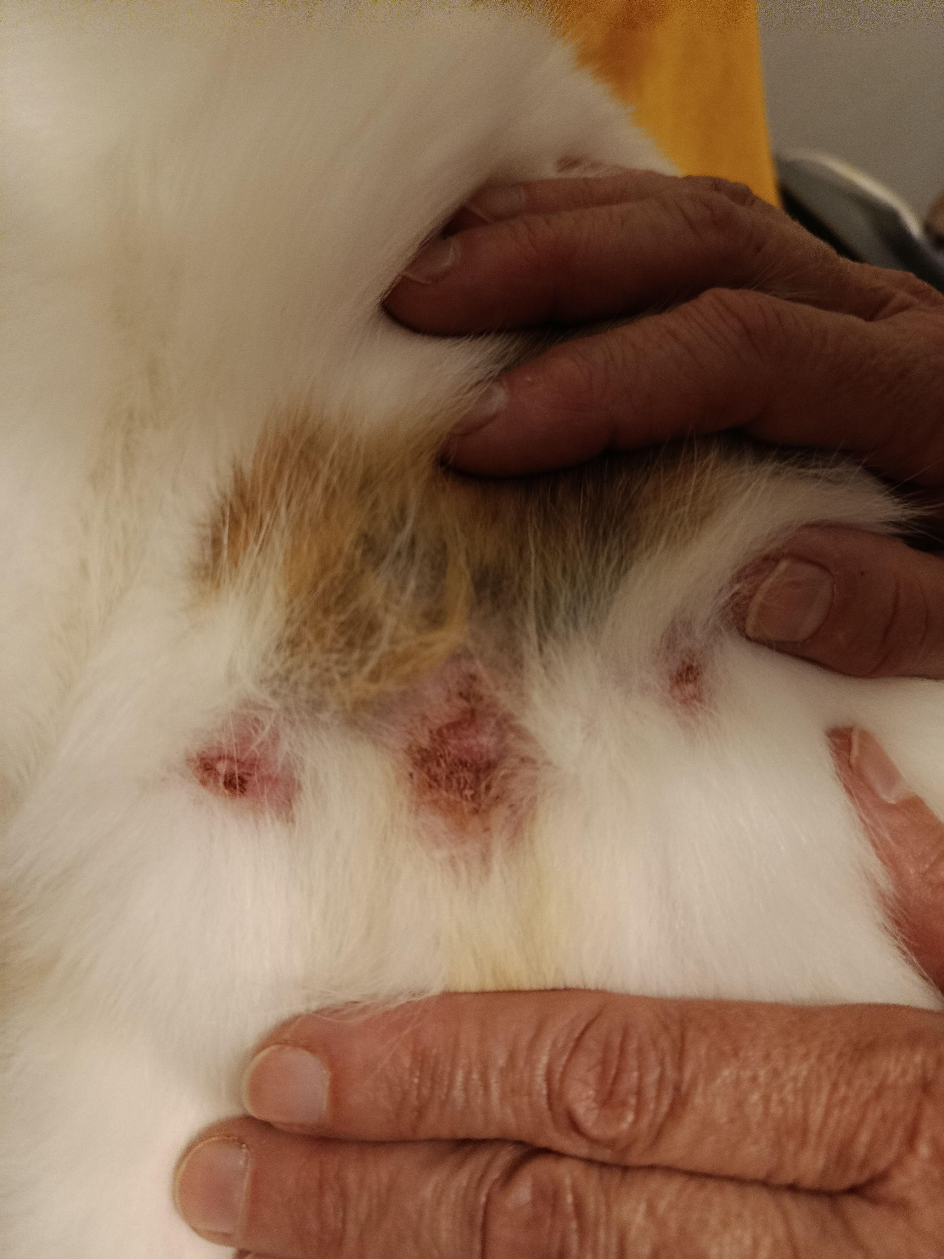 Chat : problèmes de peau irrésolus...