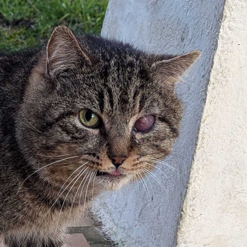 oeil blessé depuis 1 semaine