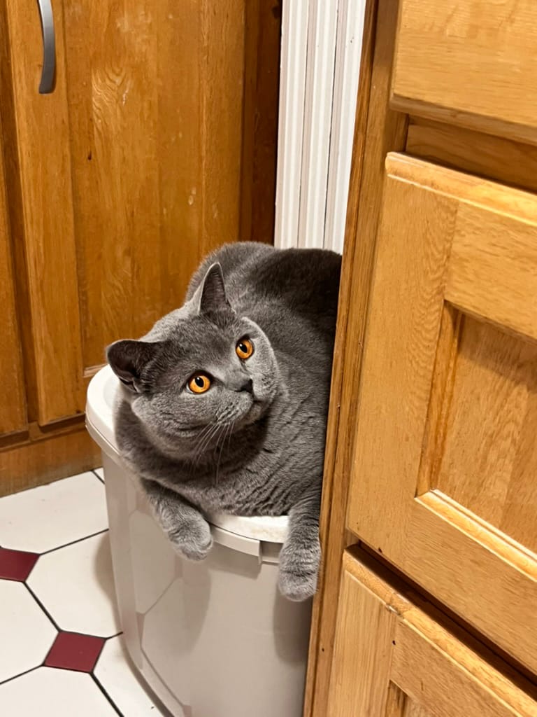 les caractère de mon chat