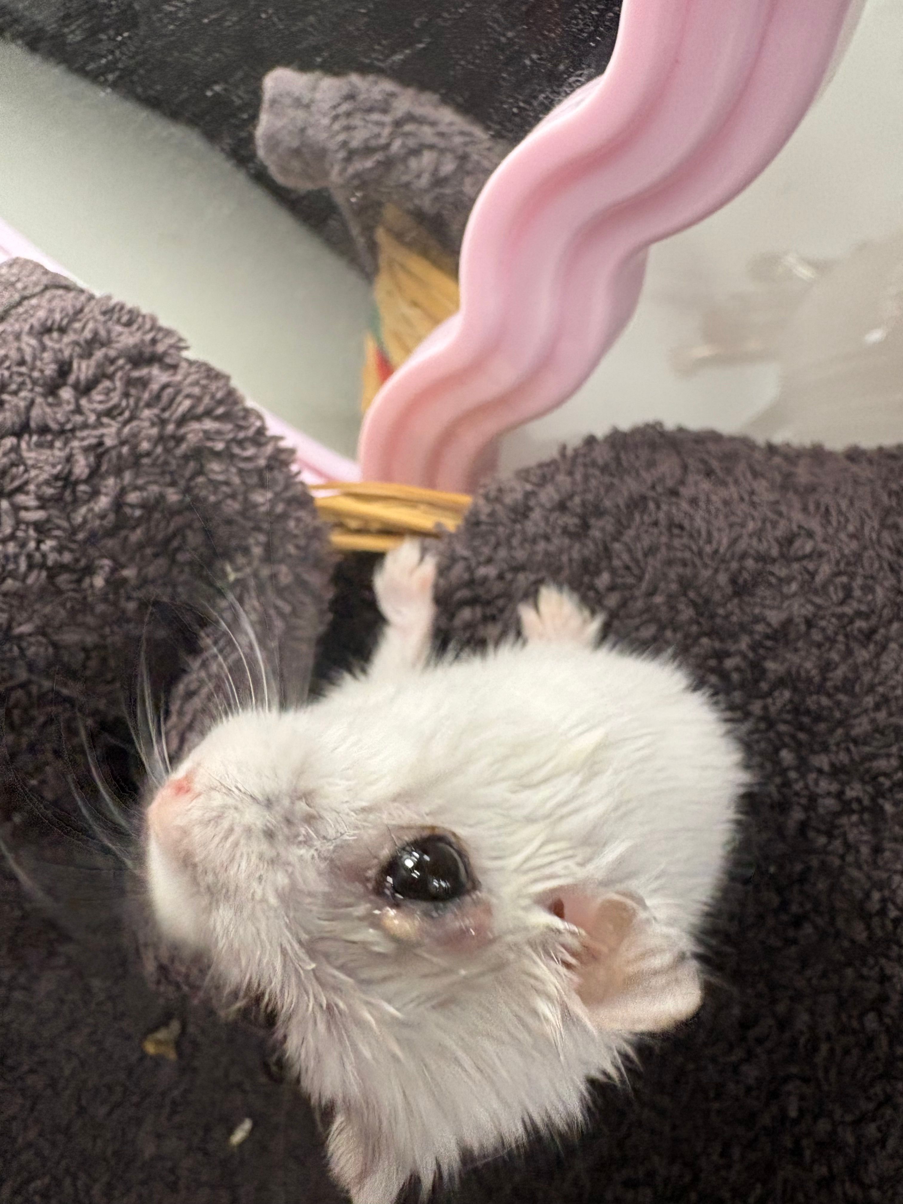 Bouton sur œil du hamster