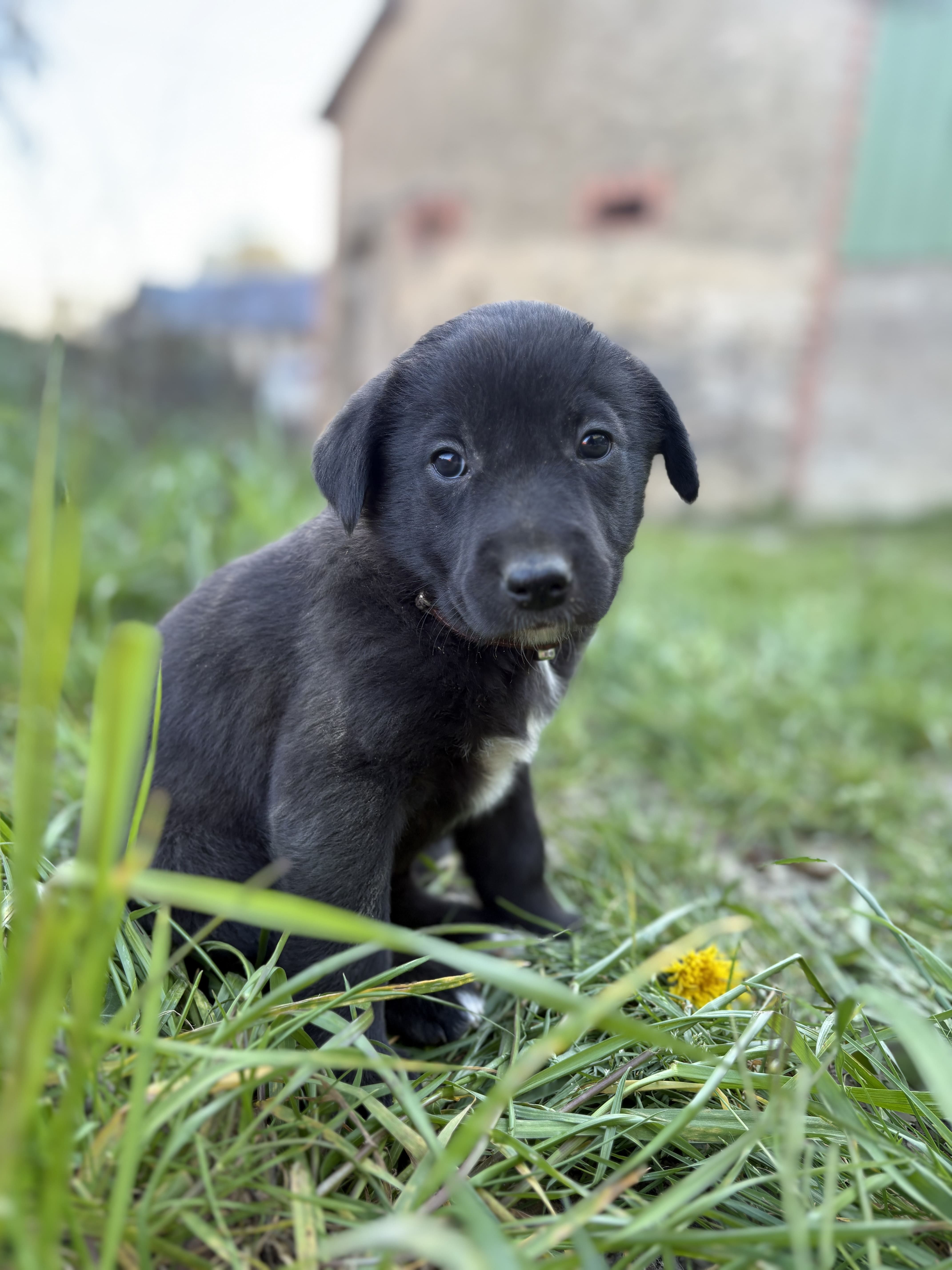 Recherche race croisé