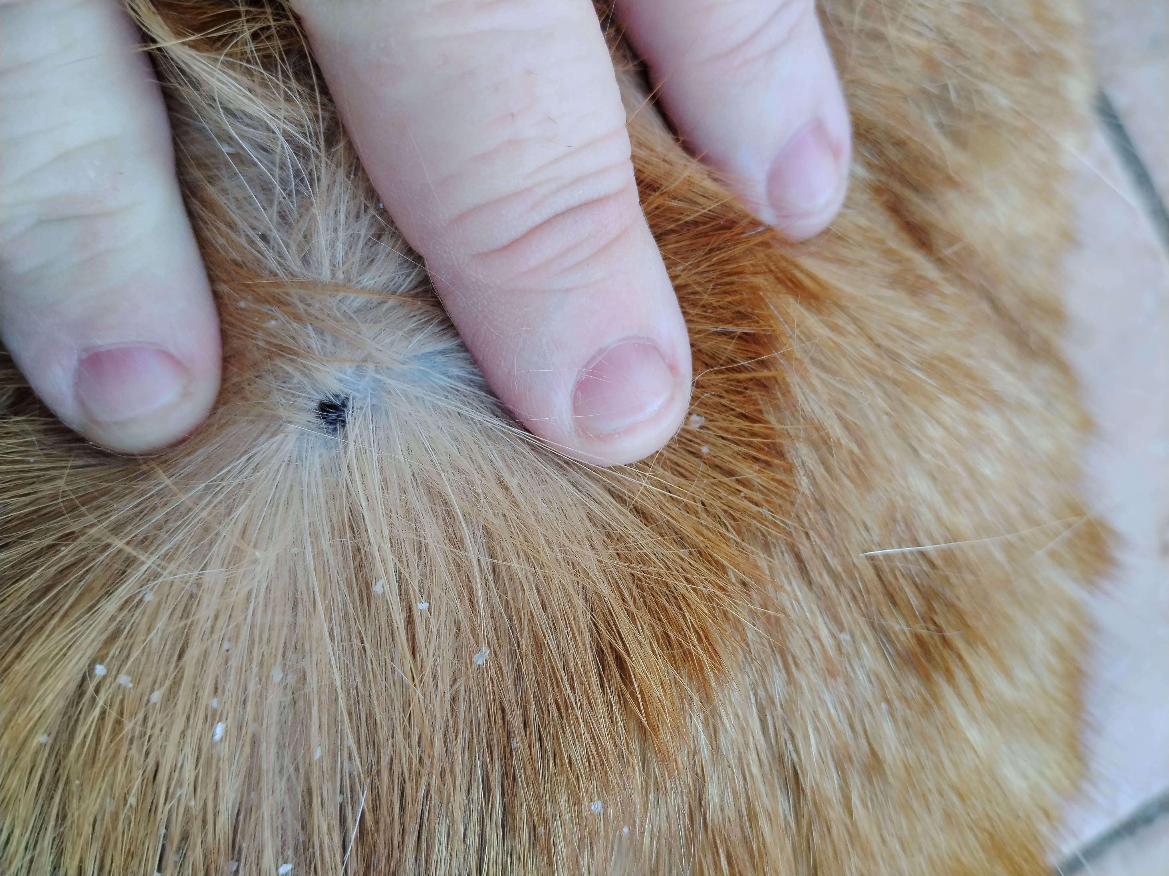 Petite boule noire sur le dos de mon chat