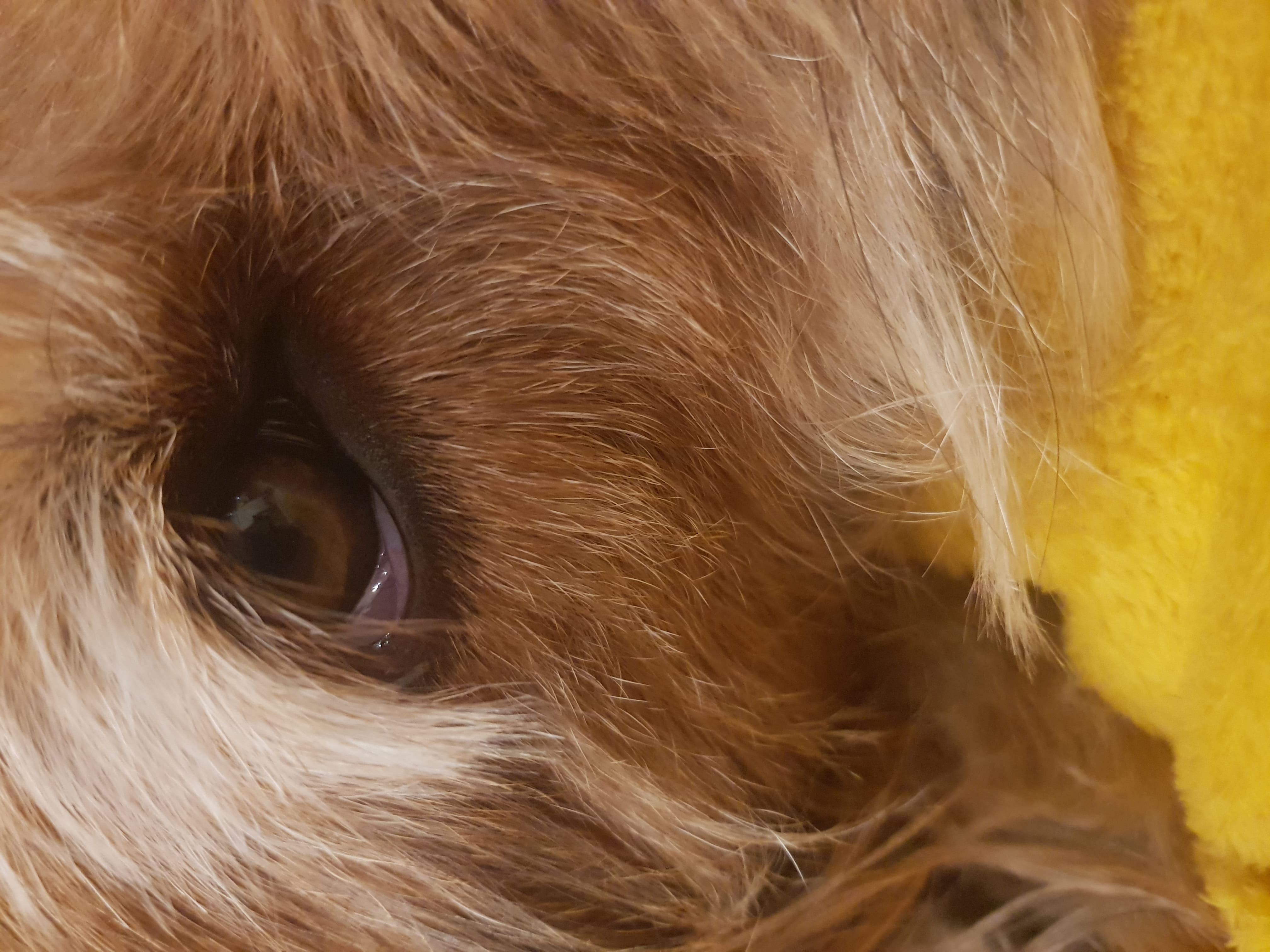 Oeil enflé chien blanc au niveau de la paupière