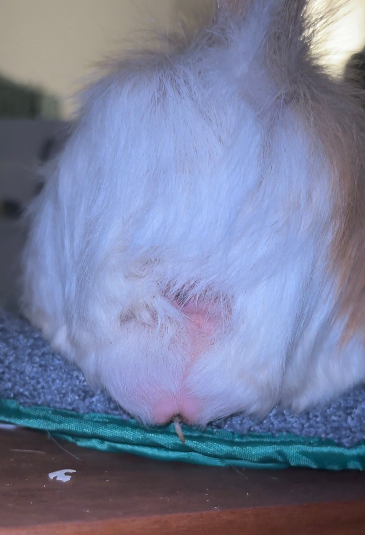 Mon cochon d’Inde a pissé un vers ???