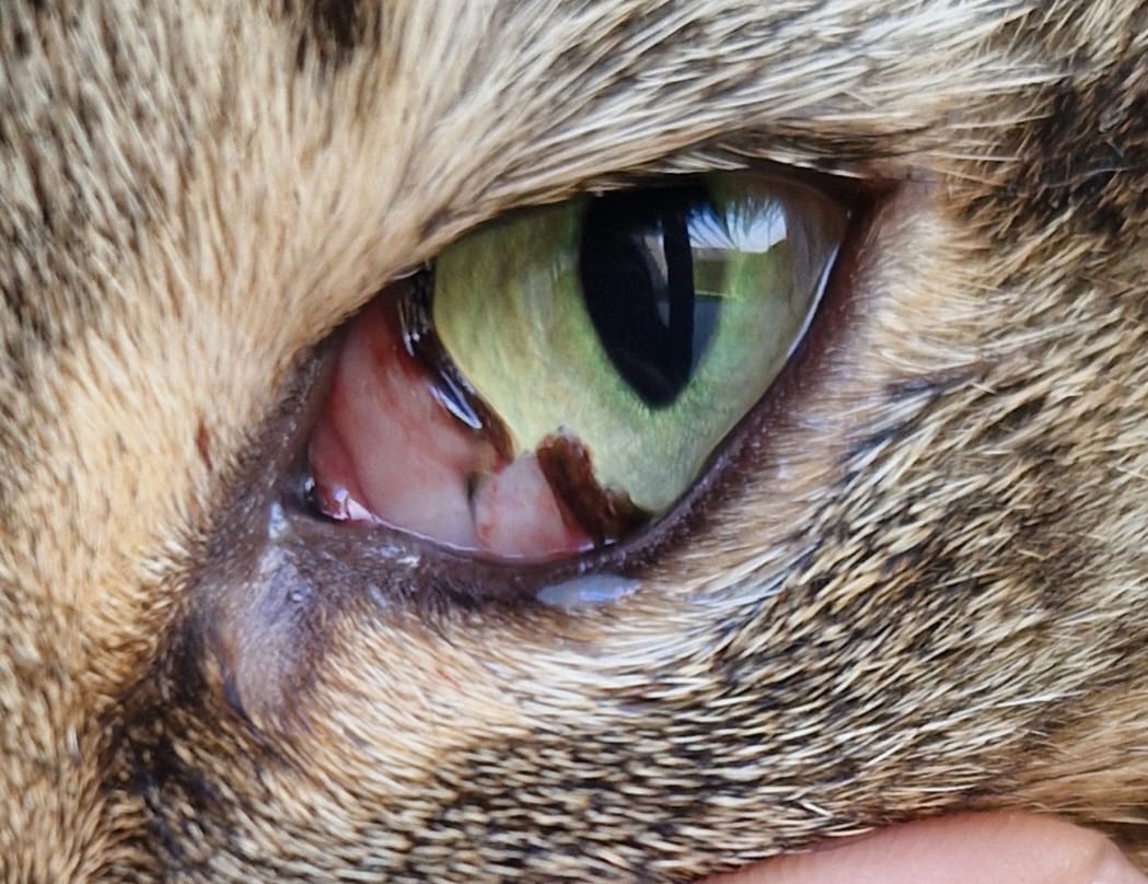 Dechirure troisieme paupiere