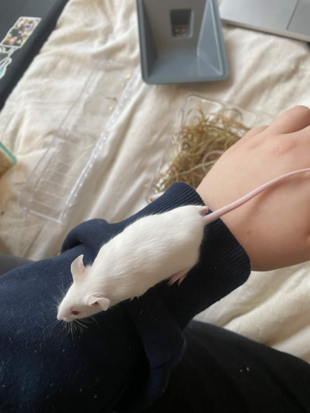 Est ce que ma souris est potentiellement gestante ?