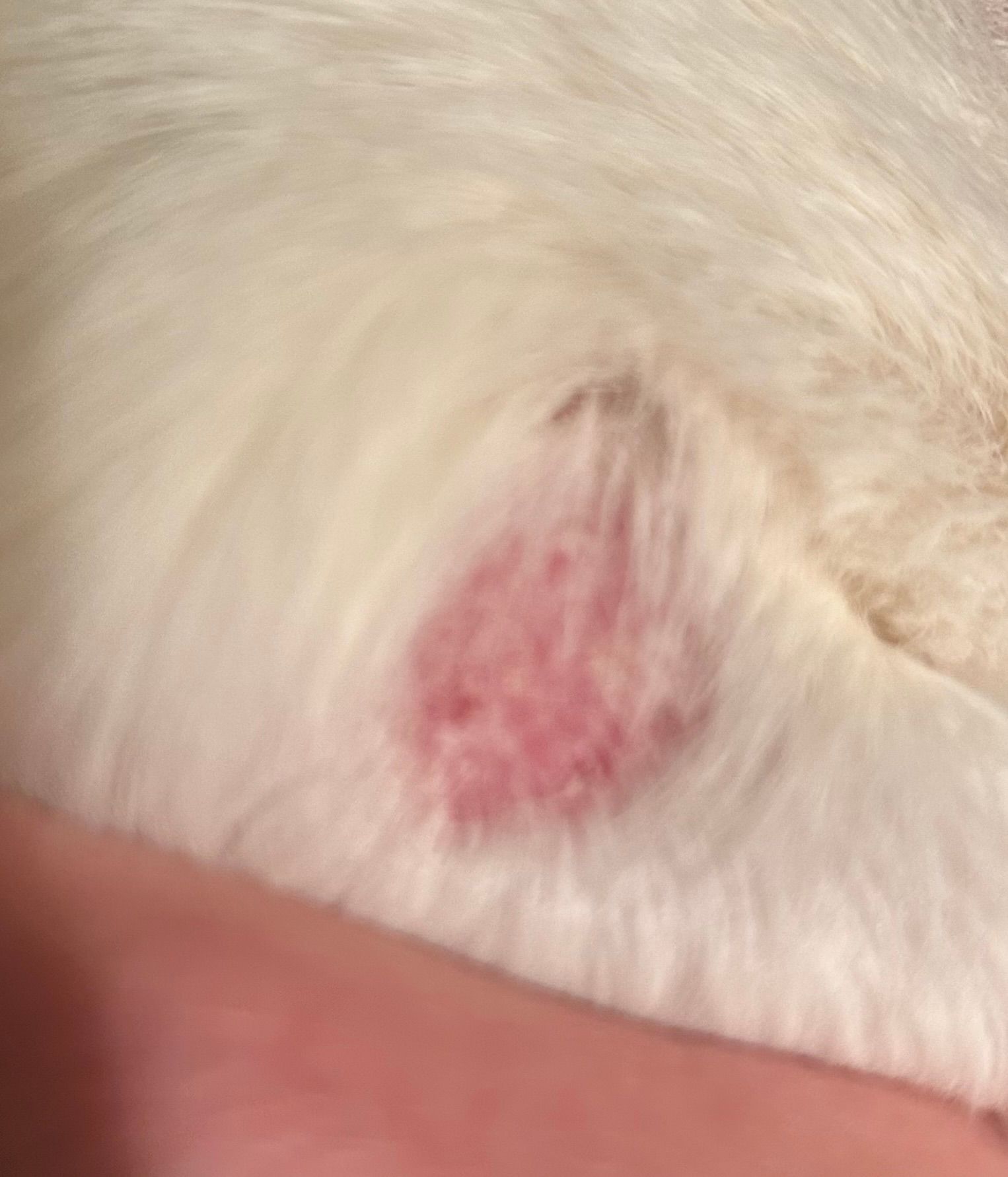 A votre avis teigne ou dermite