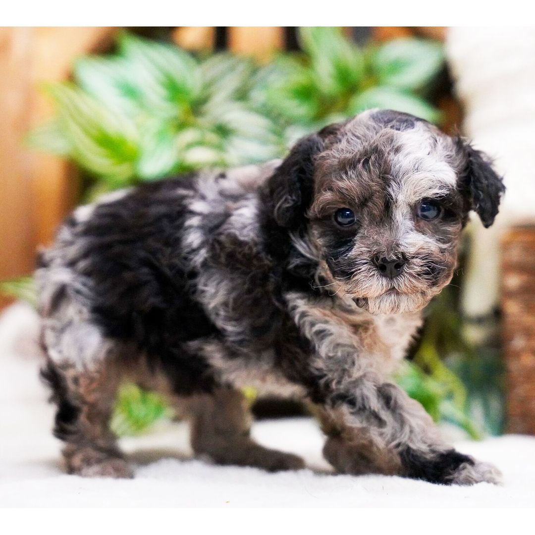 Adorable Poodle Puppies Looking for Rehoming (waynelesly76@gmail.com)