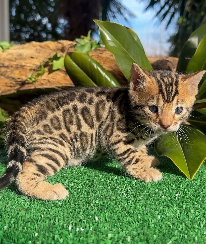 Male and Female Bengal Kittens For Rehoming (waynelesly76@gmail.com)