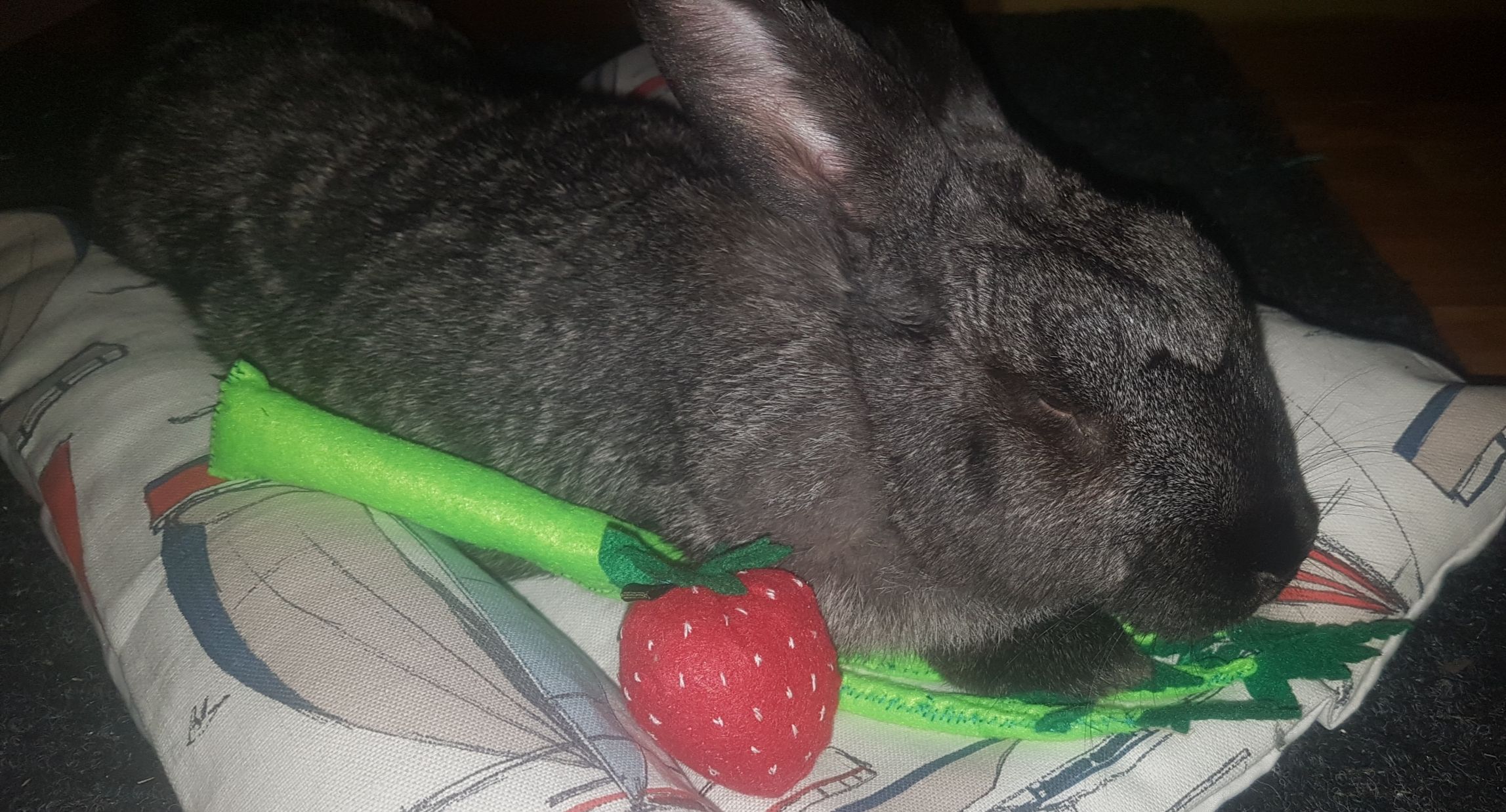 Les lapins peuvent-ils reconnaître des objets?