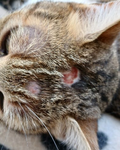 Trous dans le pelage. Quels sont les causes possibles svp ?