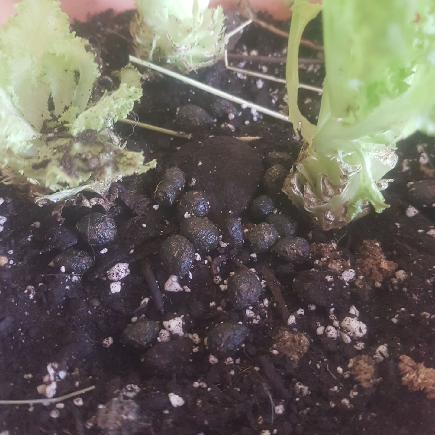 Comment ''exploiter'' son lapin? 😂 (engrais, compost...)