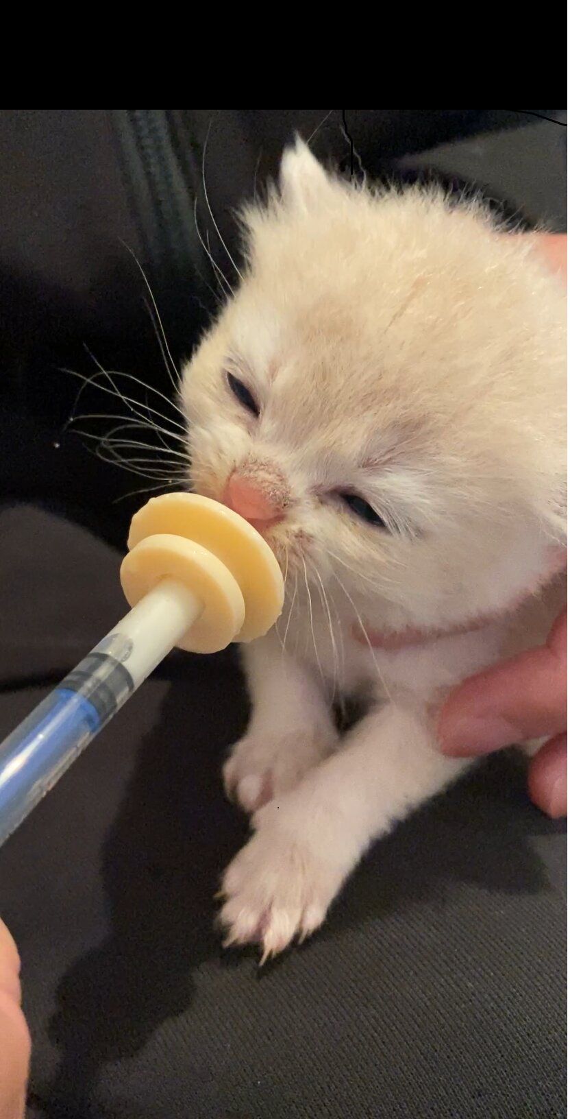 Walka o ratowanie 28-dniowego słabiutkiego kociaka (intensywne karmienie)