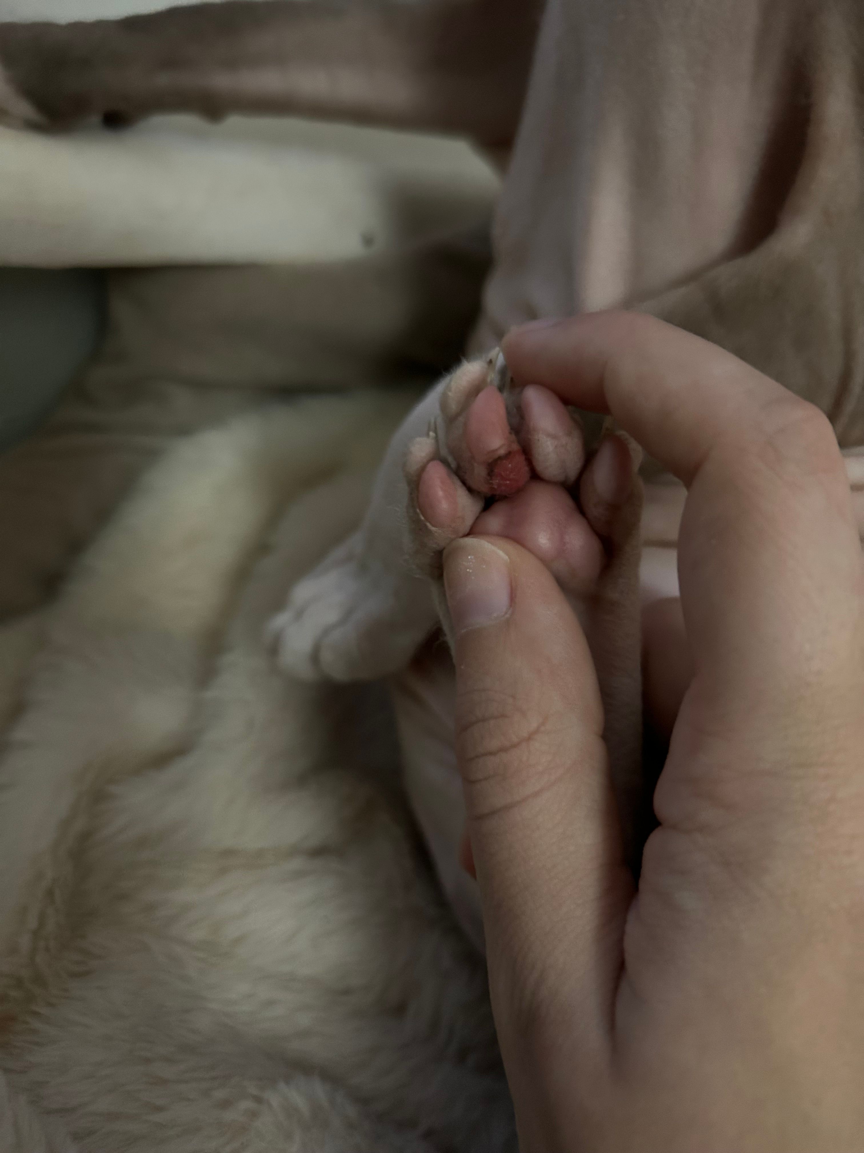 Injury on cat's paw pads