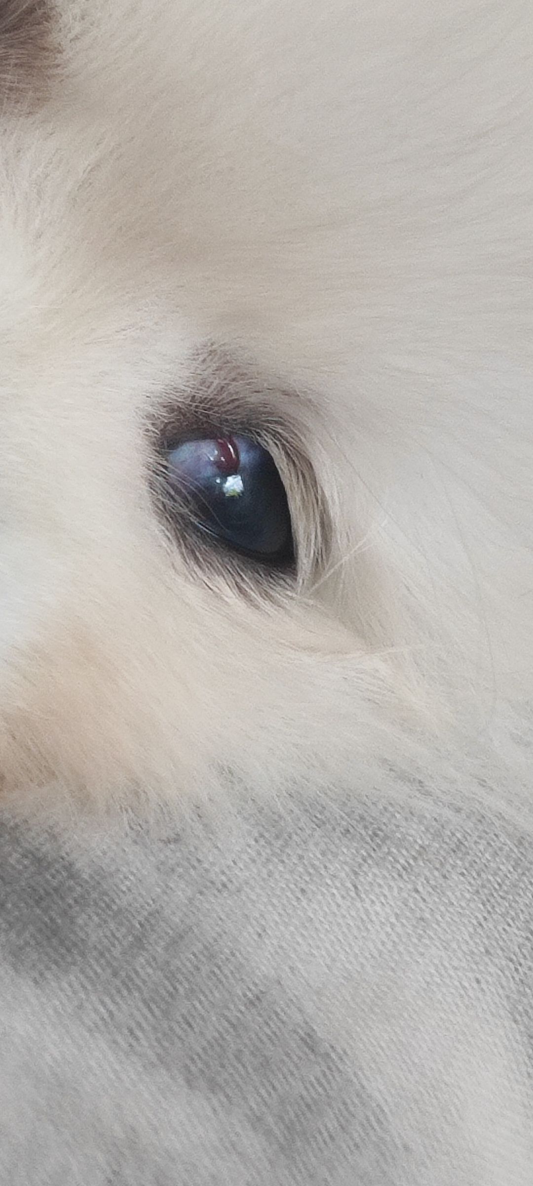 Spitz nain : veine rouge dans l'œil