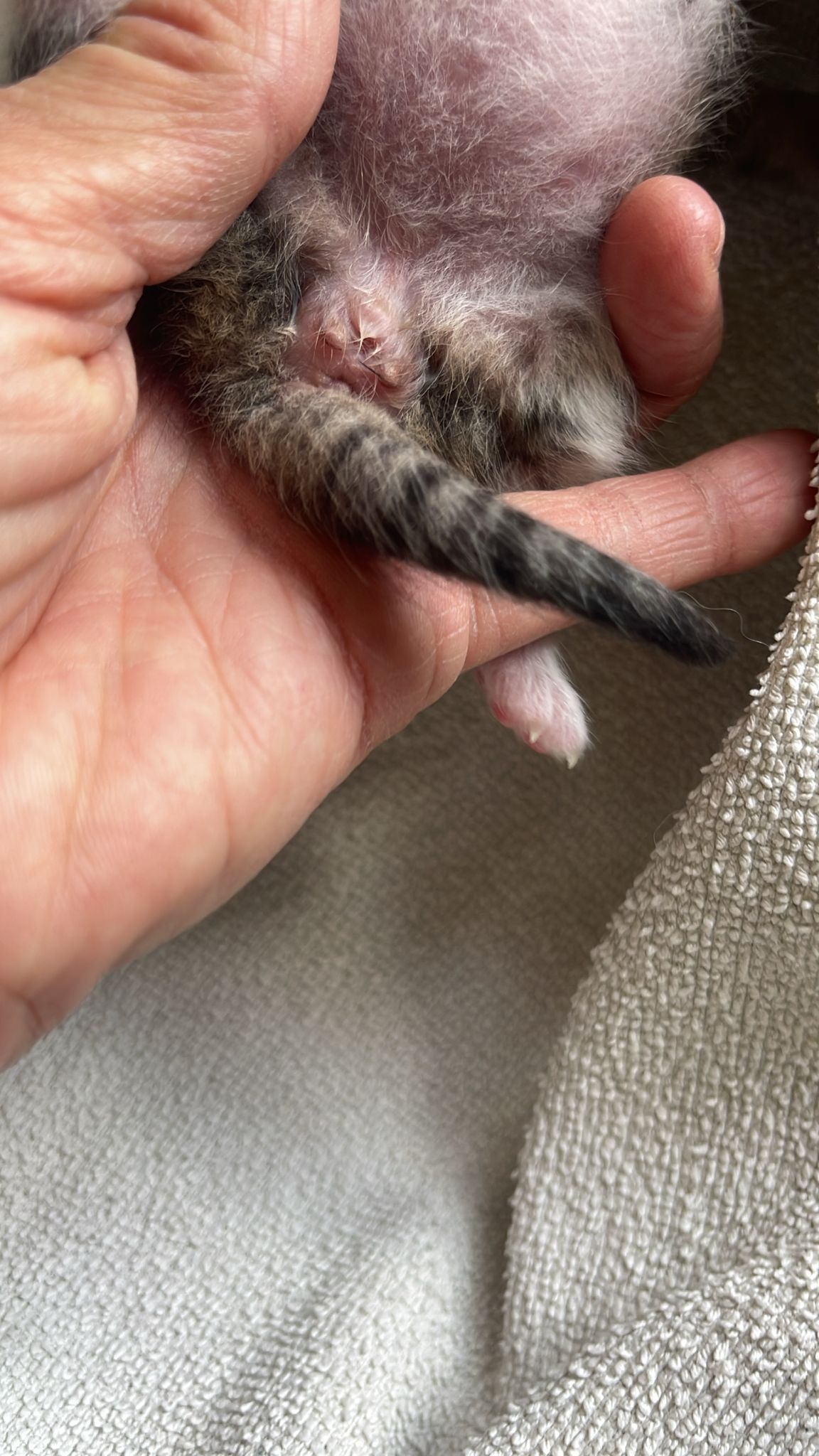 Sexage chaton de 4 jours