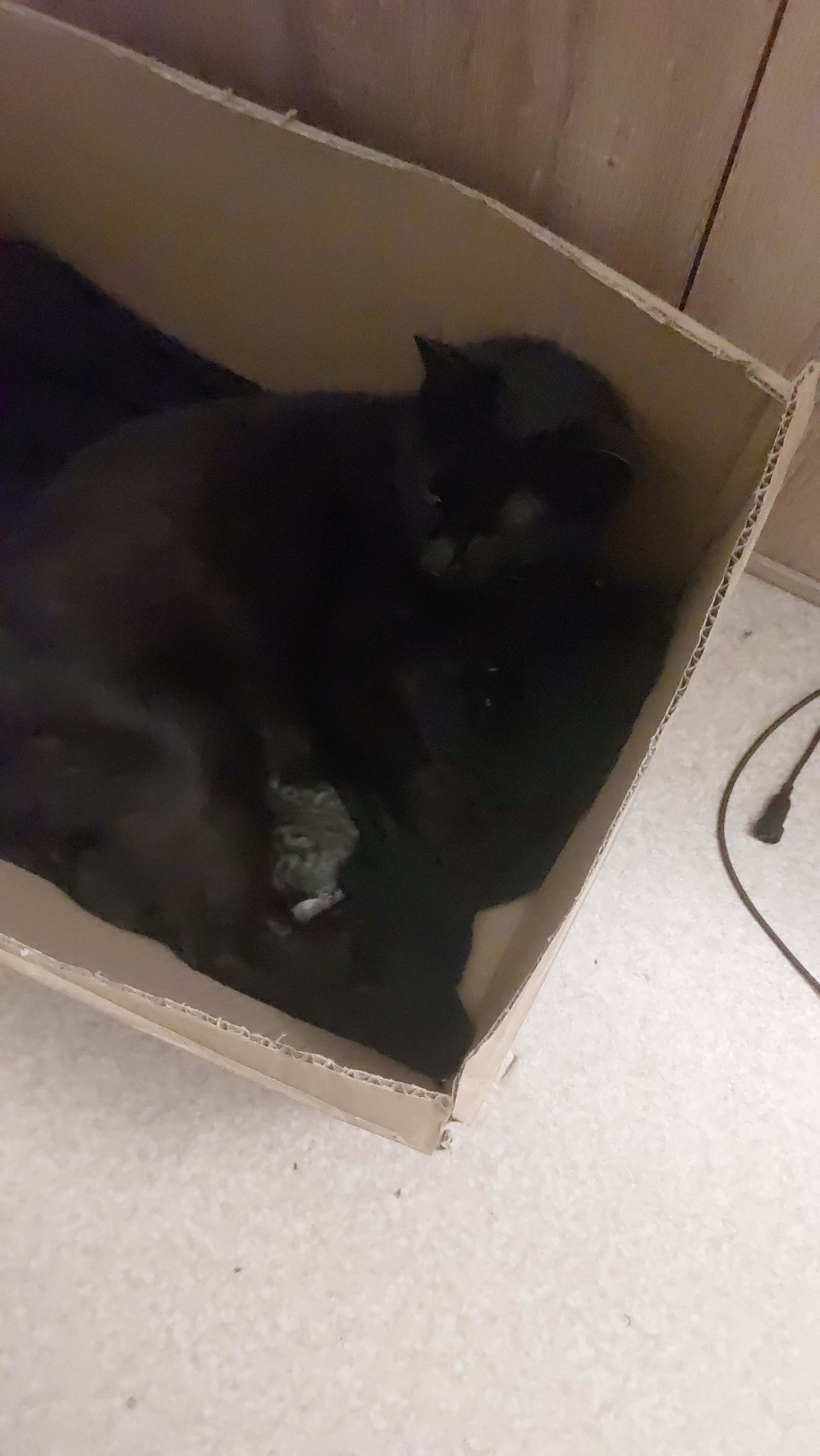 Chaton de 2 jours qui a du mal à  s alimenter