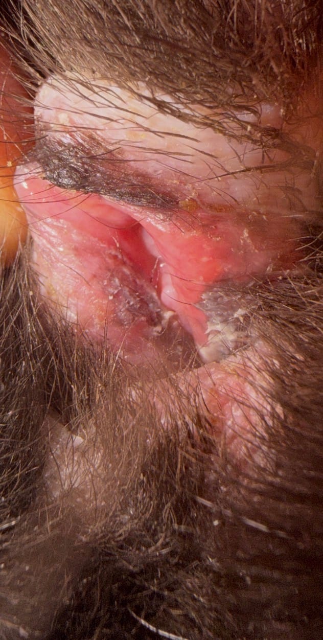 Pequeños restos blancos en la vulva de mi perra