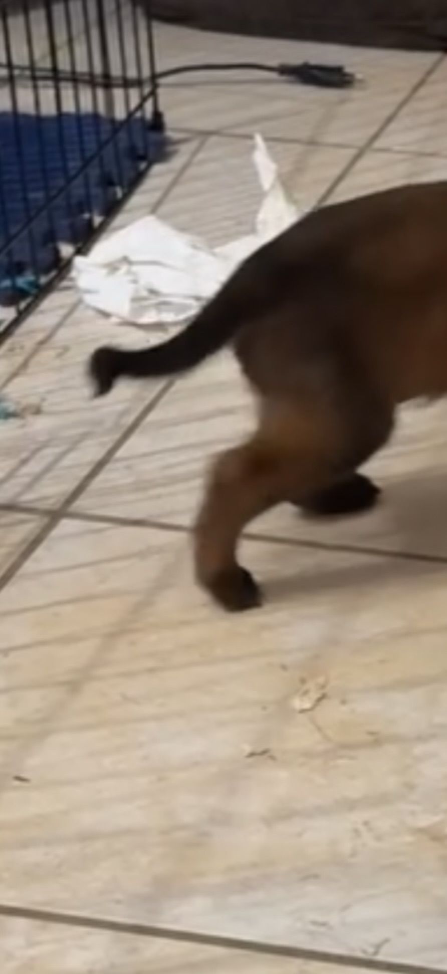 Pourquoi le bout de la queue de mon chien est comme cela ?