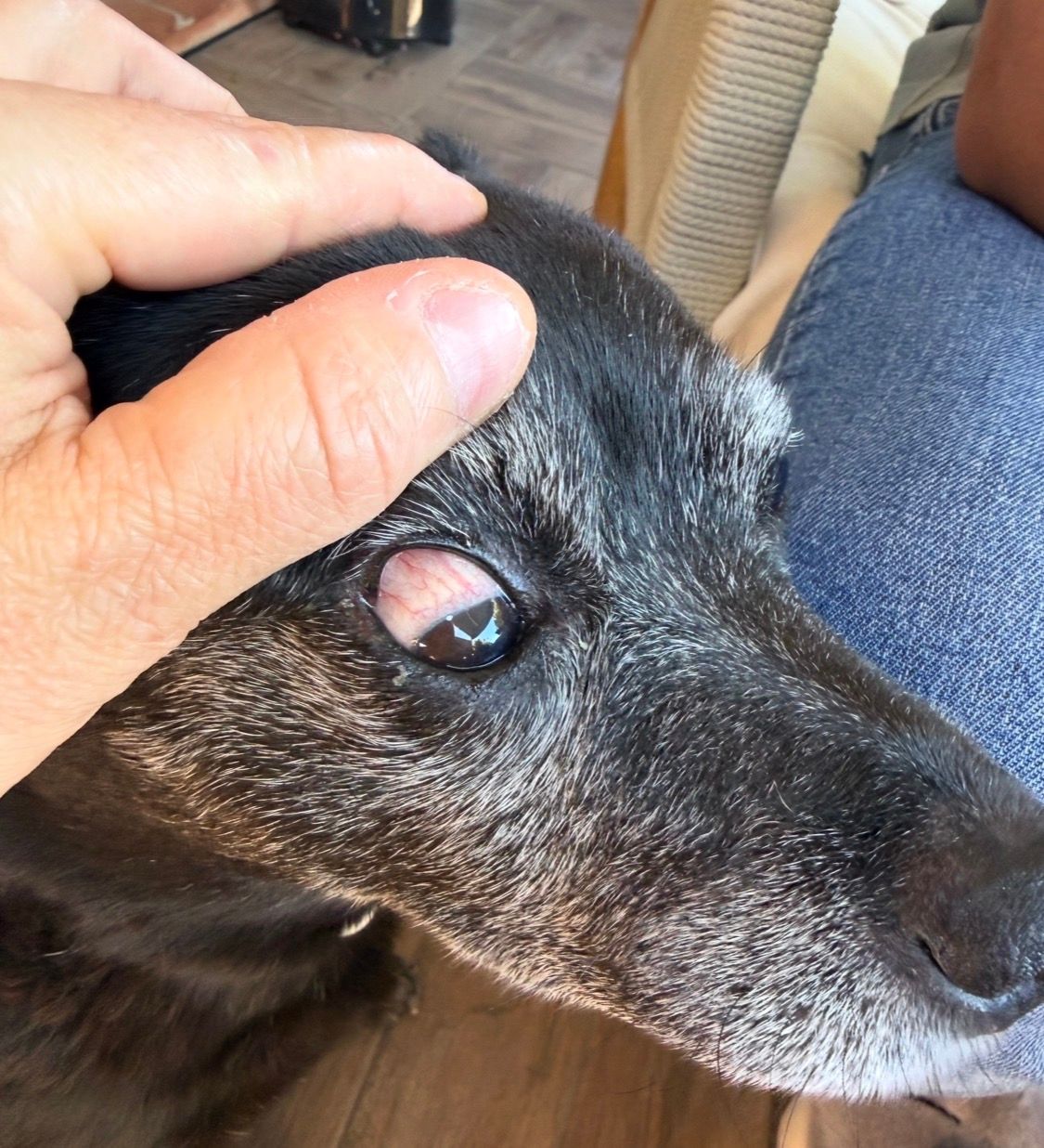 Vaisseaux rouge œil chien