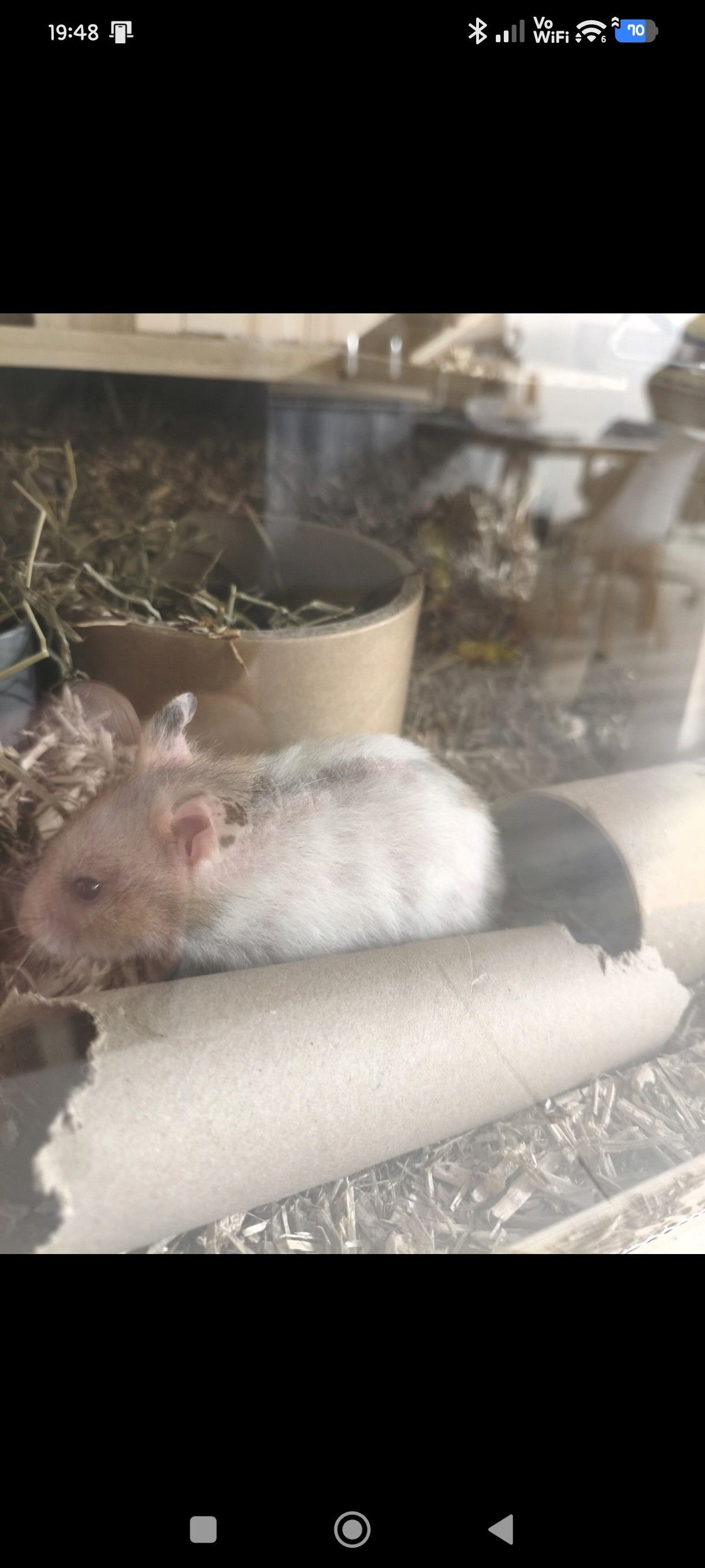 Mon Hamster semble se gratter trop, et semble perdre ses poils.