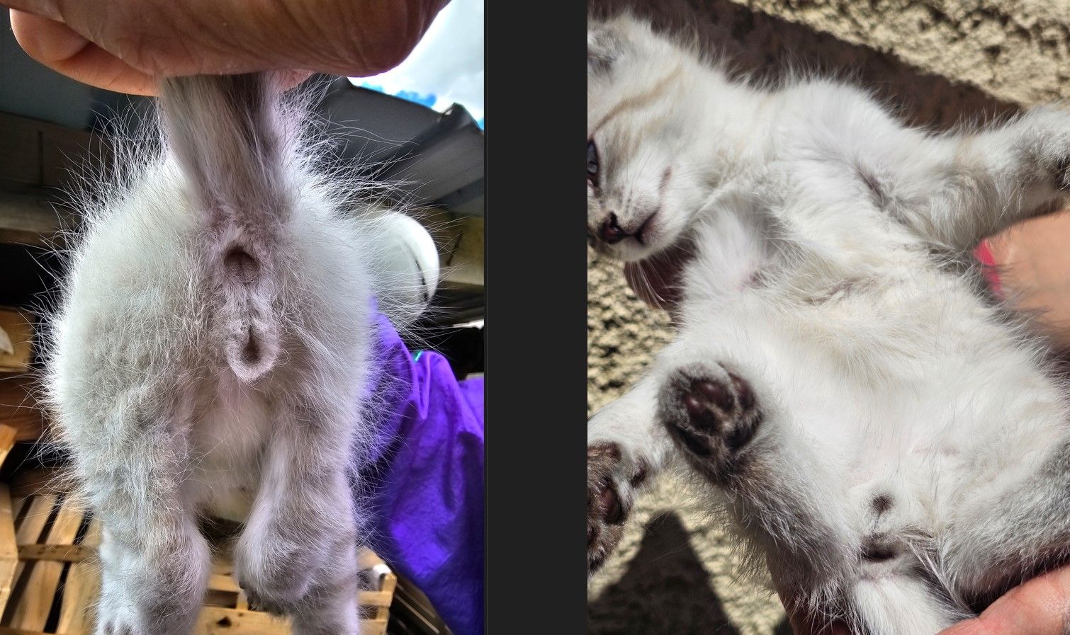 Sexe chaton à adopter