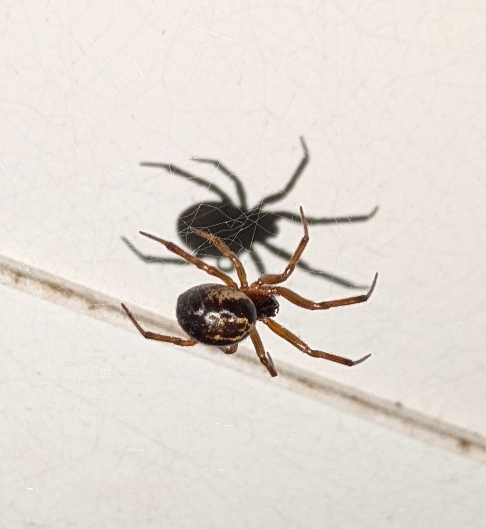 Identification de cette araignée ?