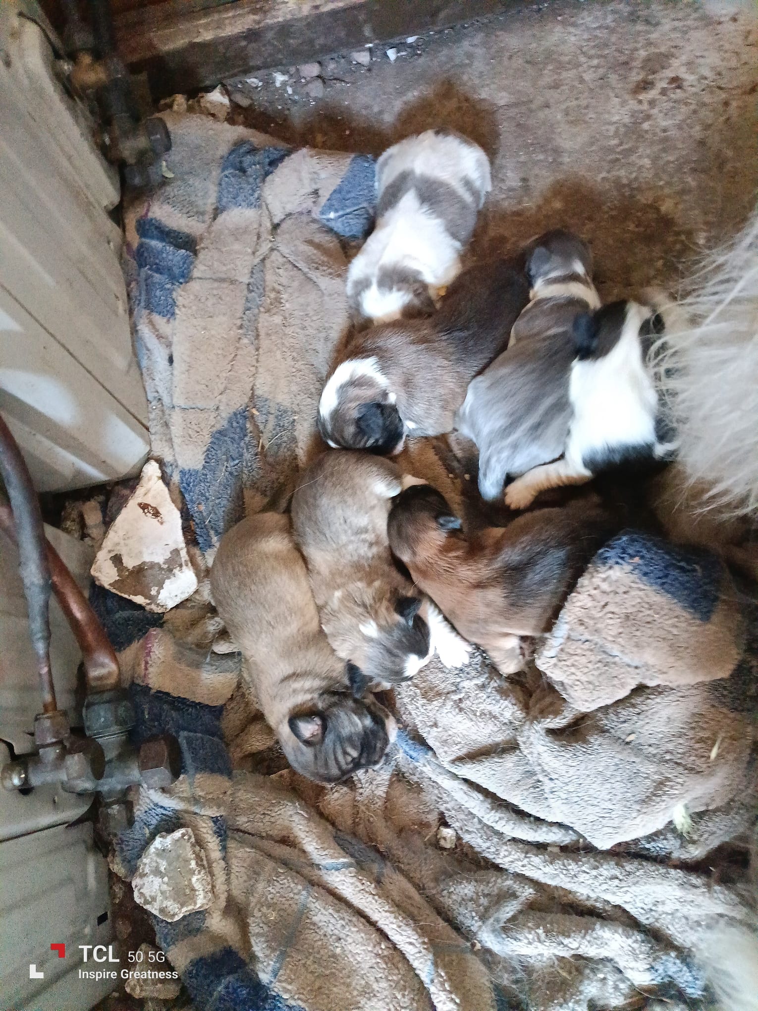 Miot 7 nowo narodzonych szczeniaków szuka odpowiedzialnych rodzin