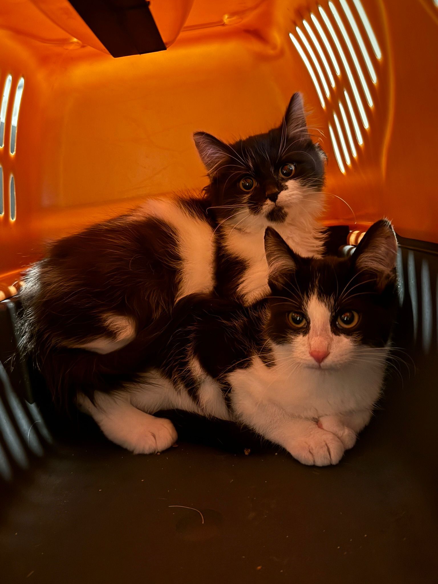 On a encore cinq chatons qui cherchent une nouvelle maison