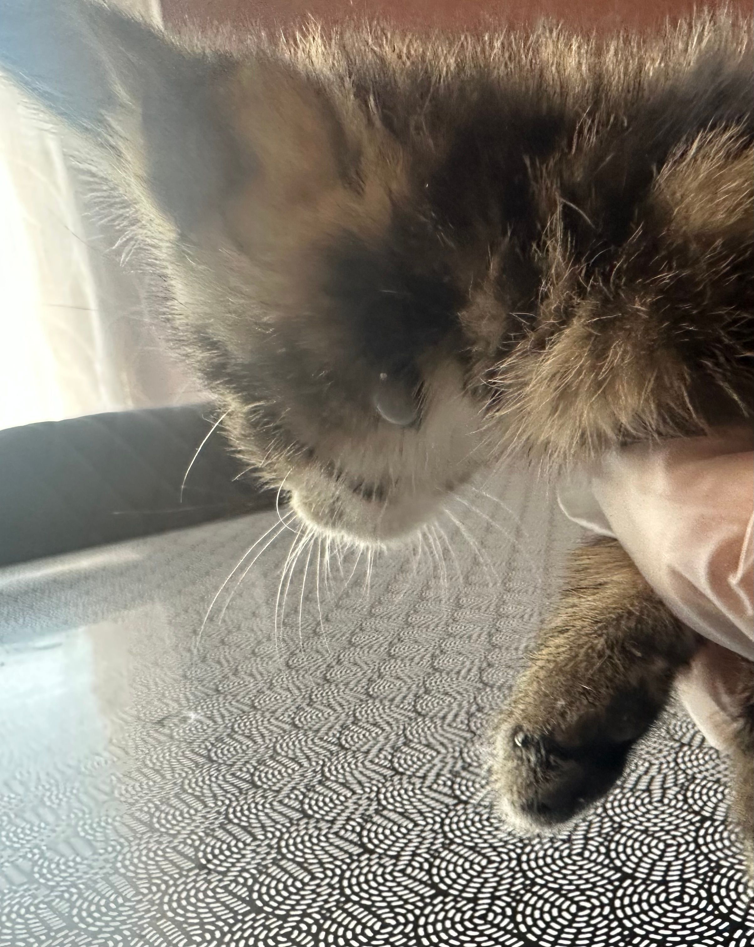 Boule blanche dans le cou de mon chaton