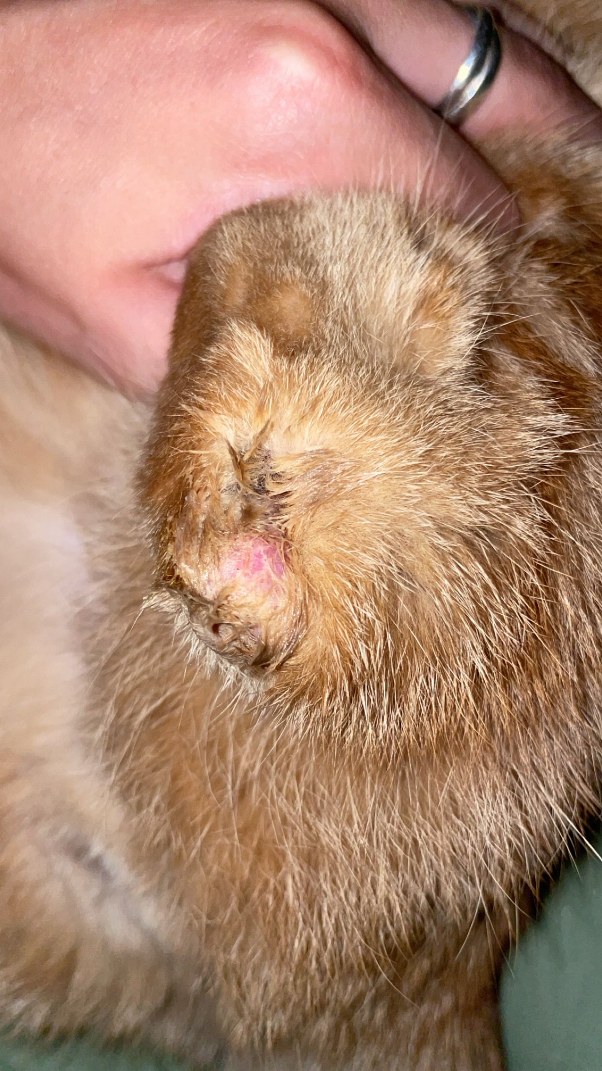 Mon chat se mort les jarrets