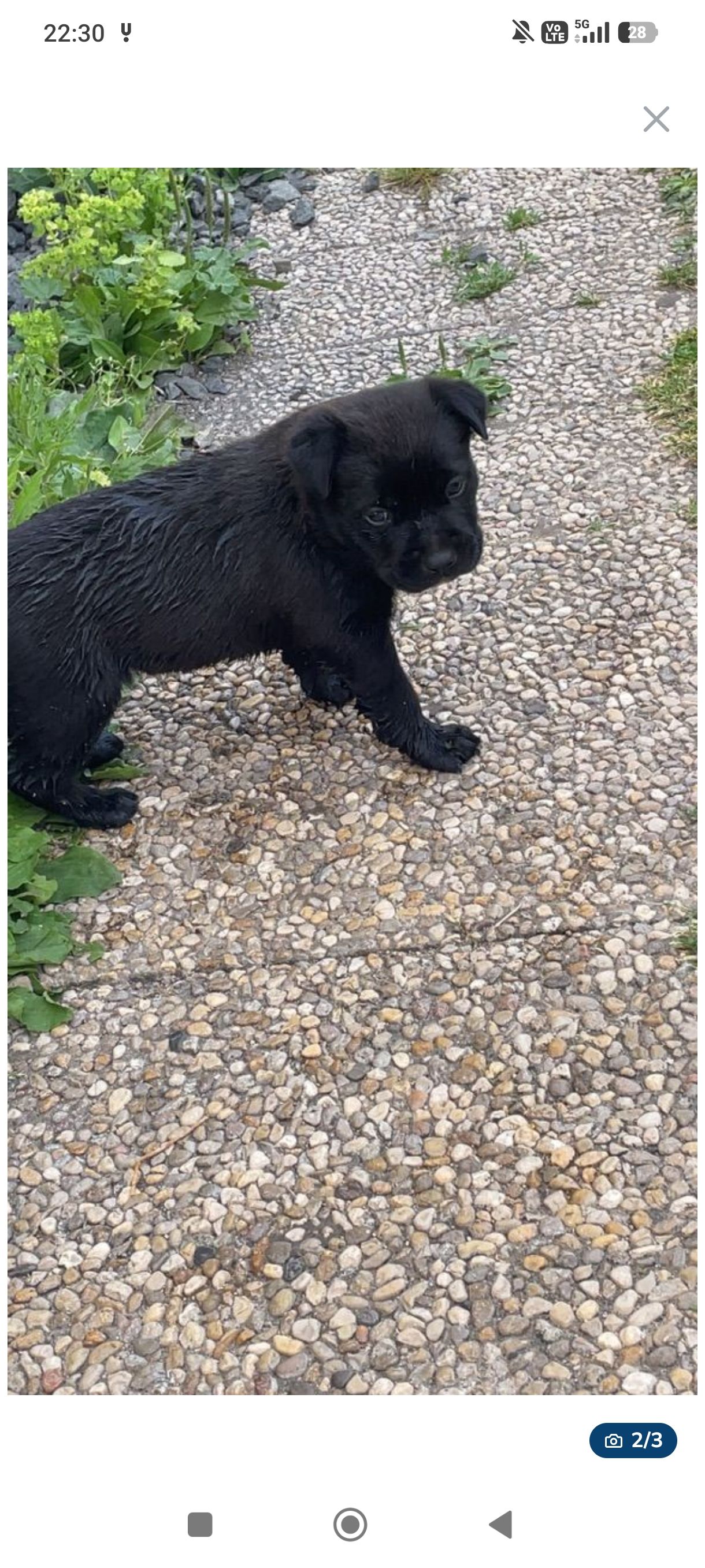 Quelle race de chien ?