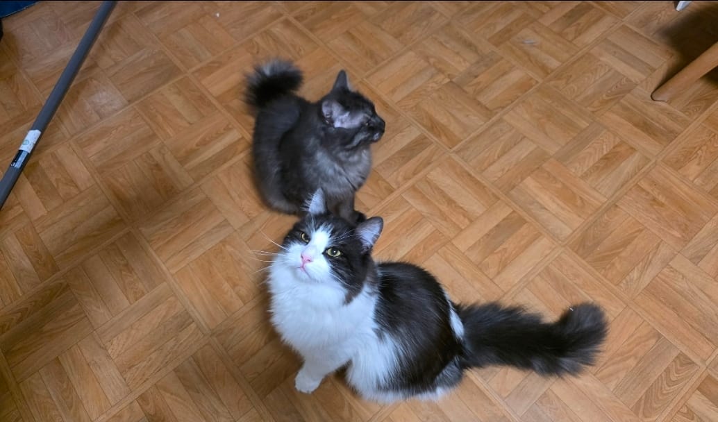 Regalo gatos machos (1 año) - Nanterre